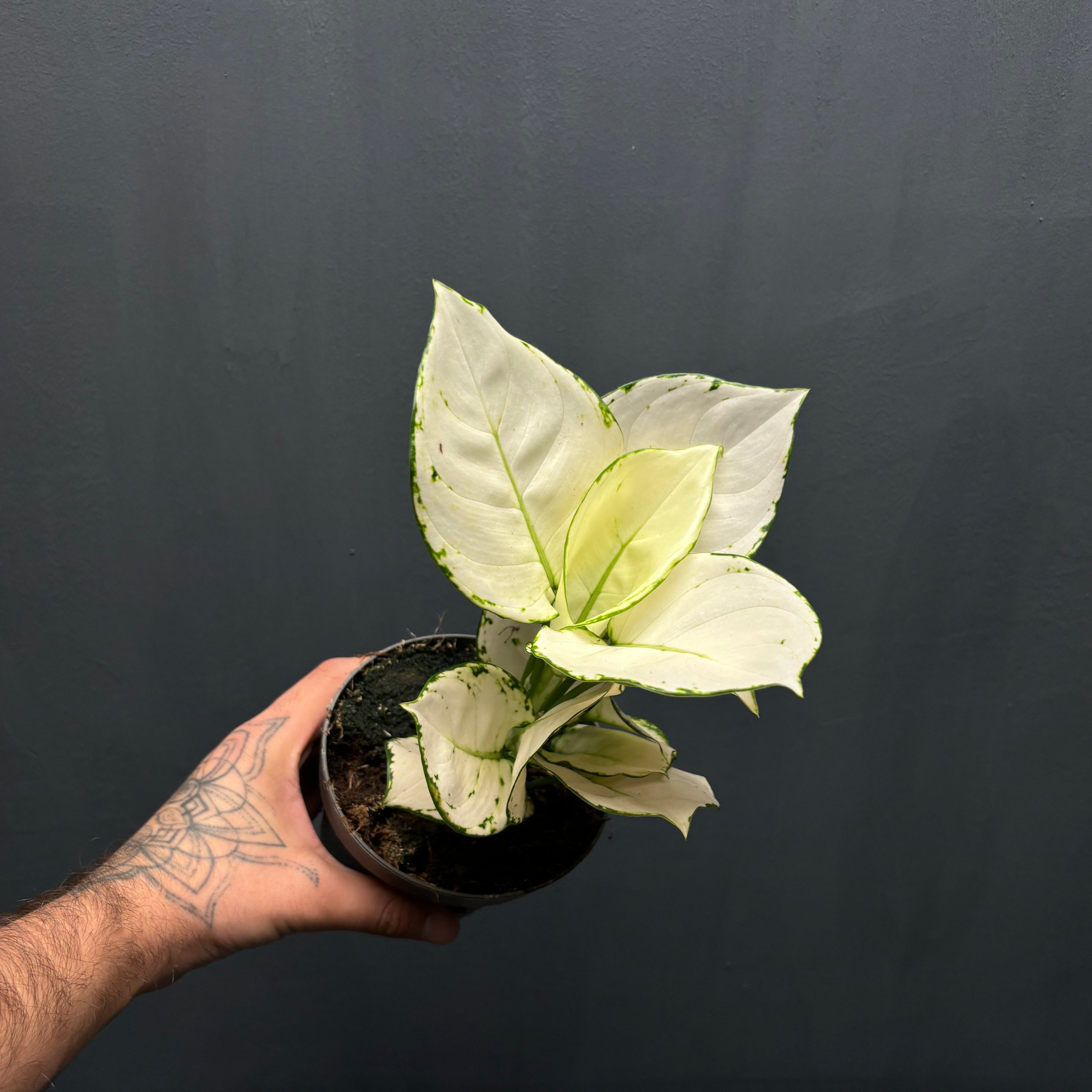 Aglaonema White Joy – Green Mirrors