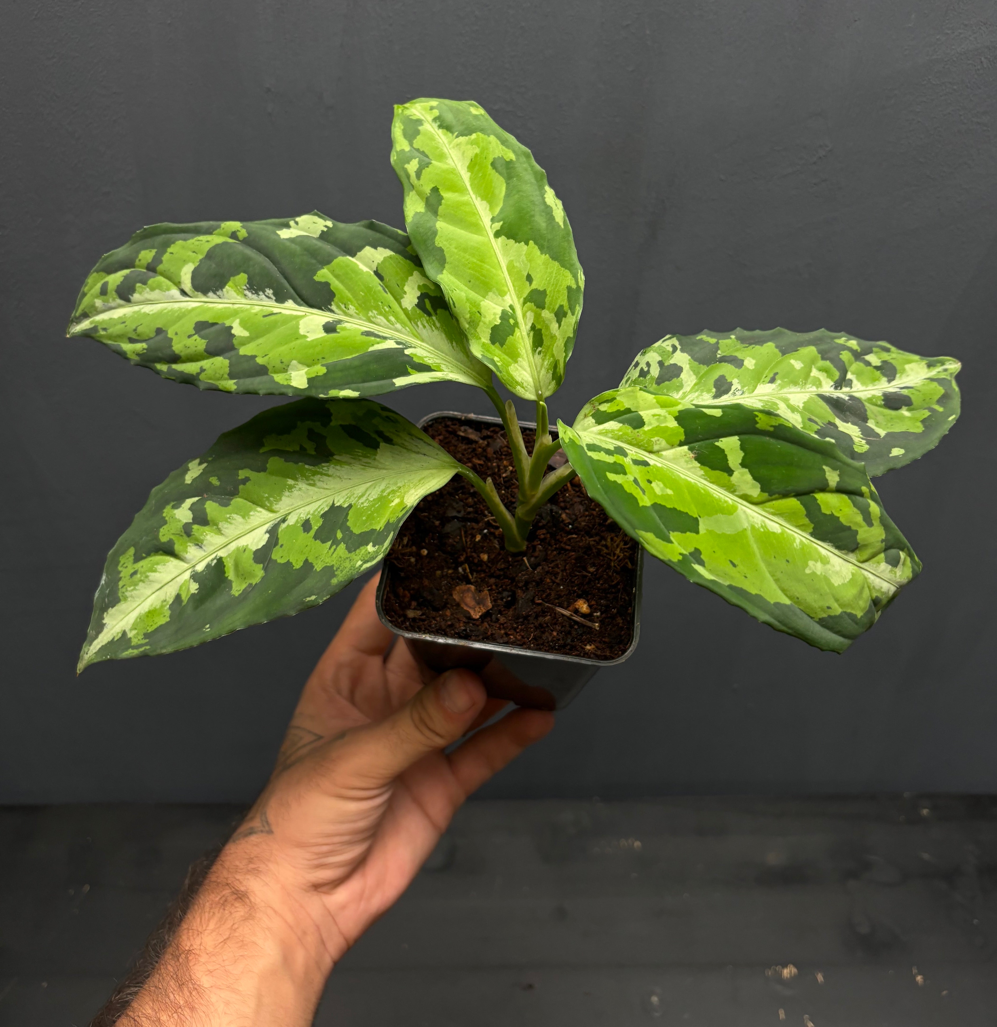 tricolor pictum aglaonema Aglaonema pictum var. tricolor – Green Mirrors
