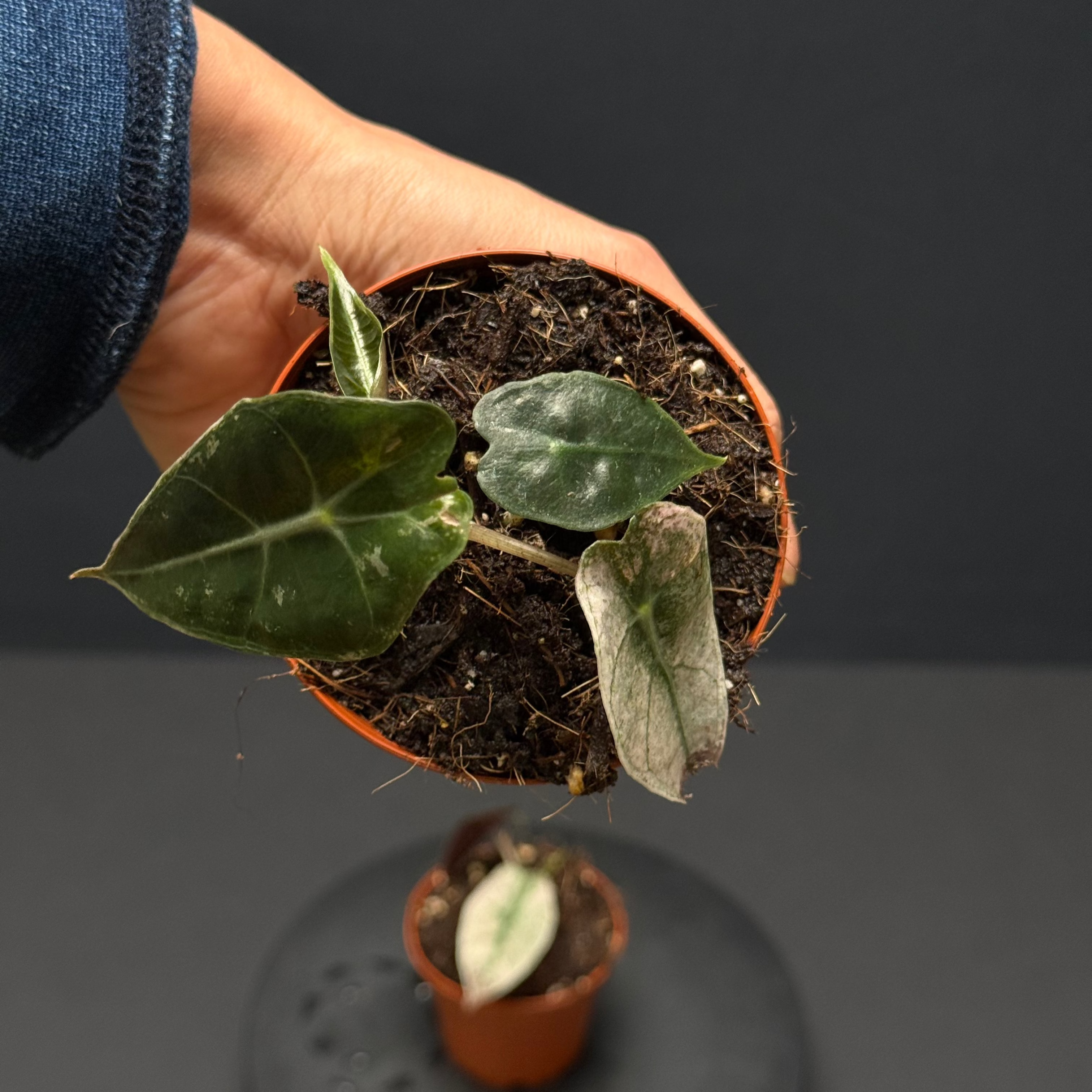 Alocasia 'Polly Variegata' – Green Mirrors