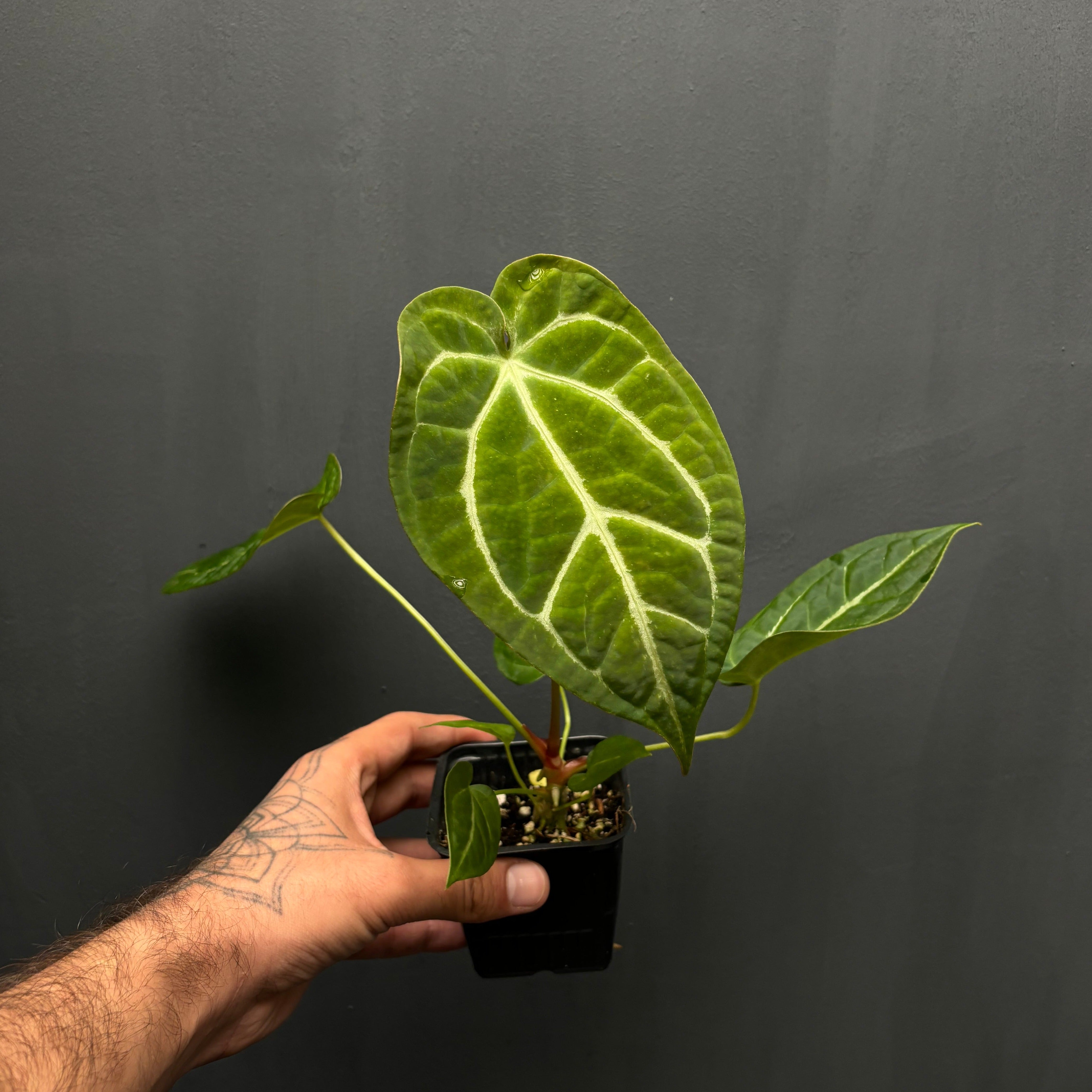Anthurium Crystal Hope X crystallinum – Green Mirrors