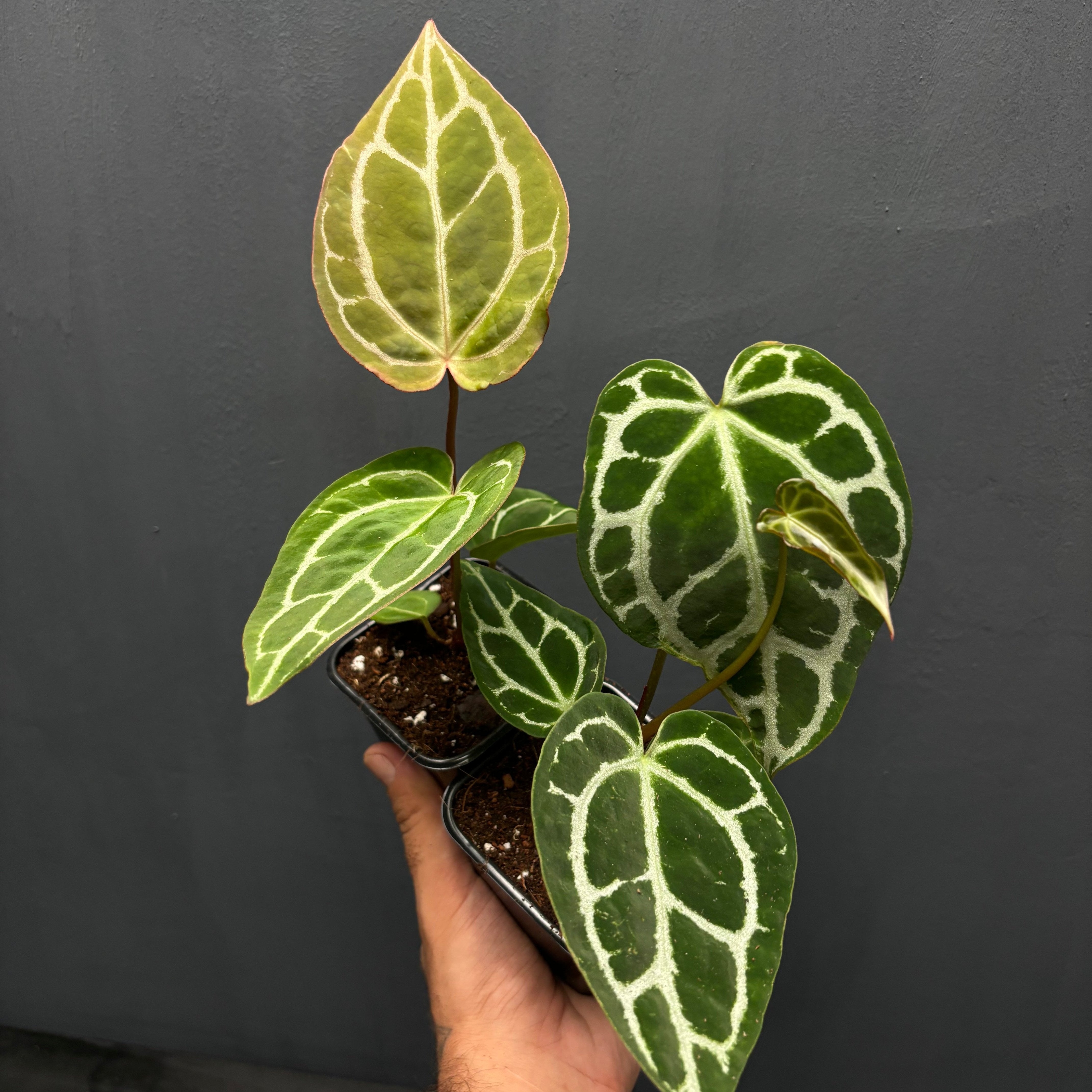 Anthurium crystallinum – Green Mirrors