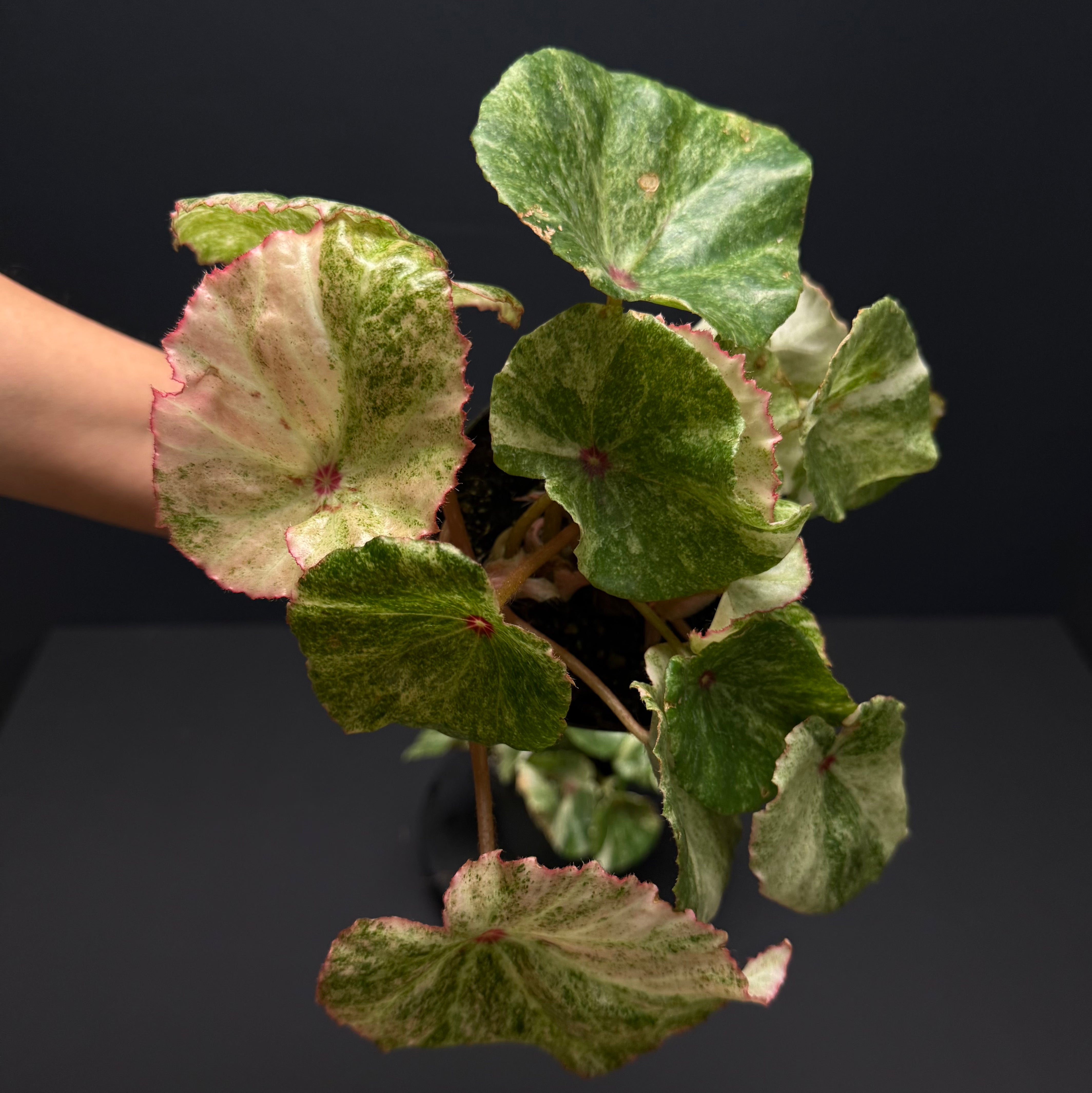 Rouge Variegated – Begonia Club