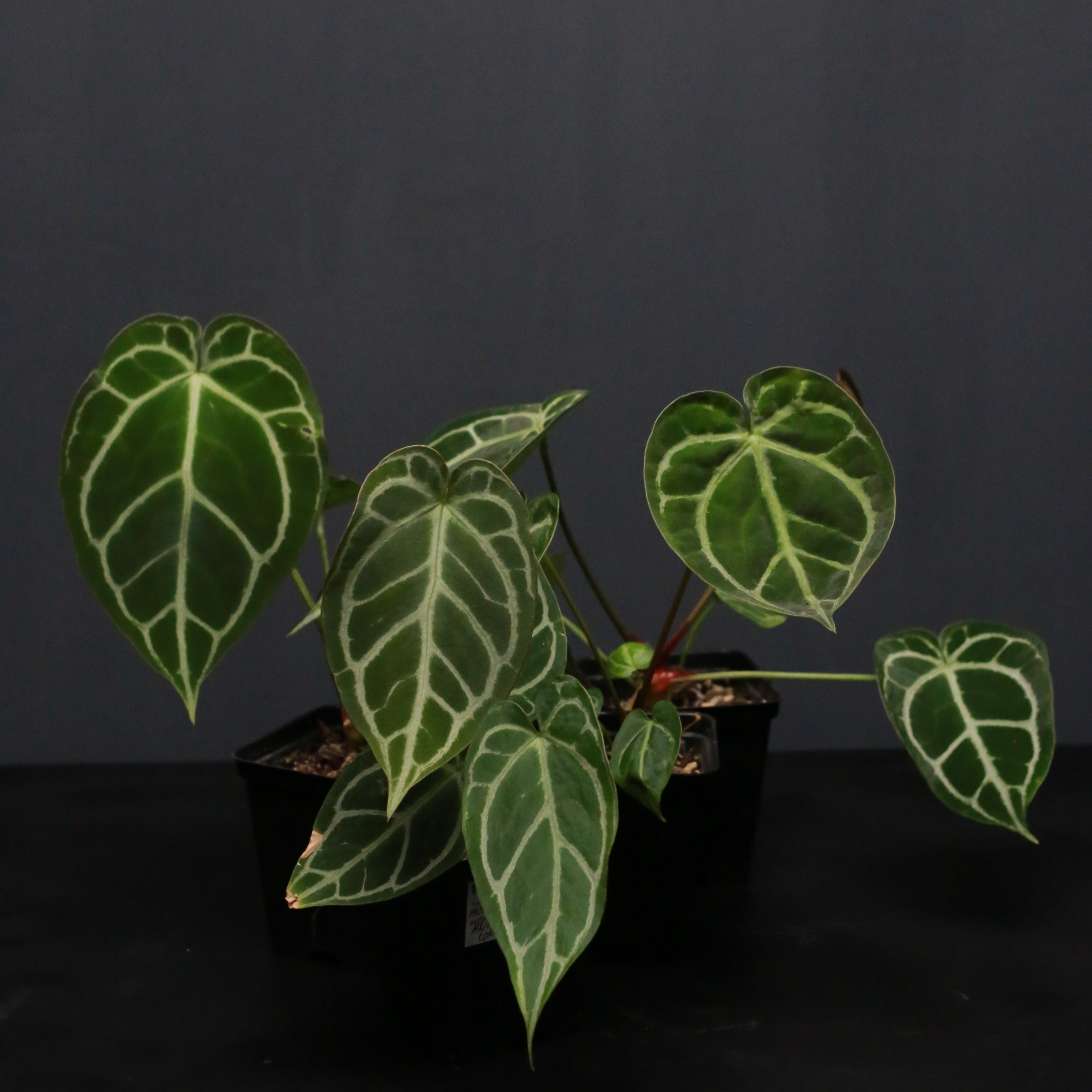Anthurium Crystal Hope x cordifolium – Green Mirrors