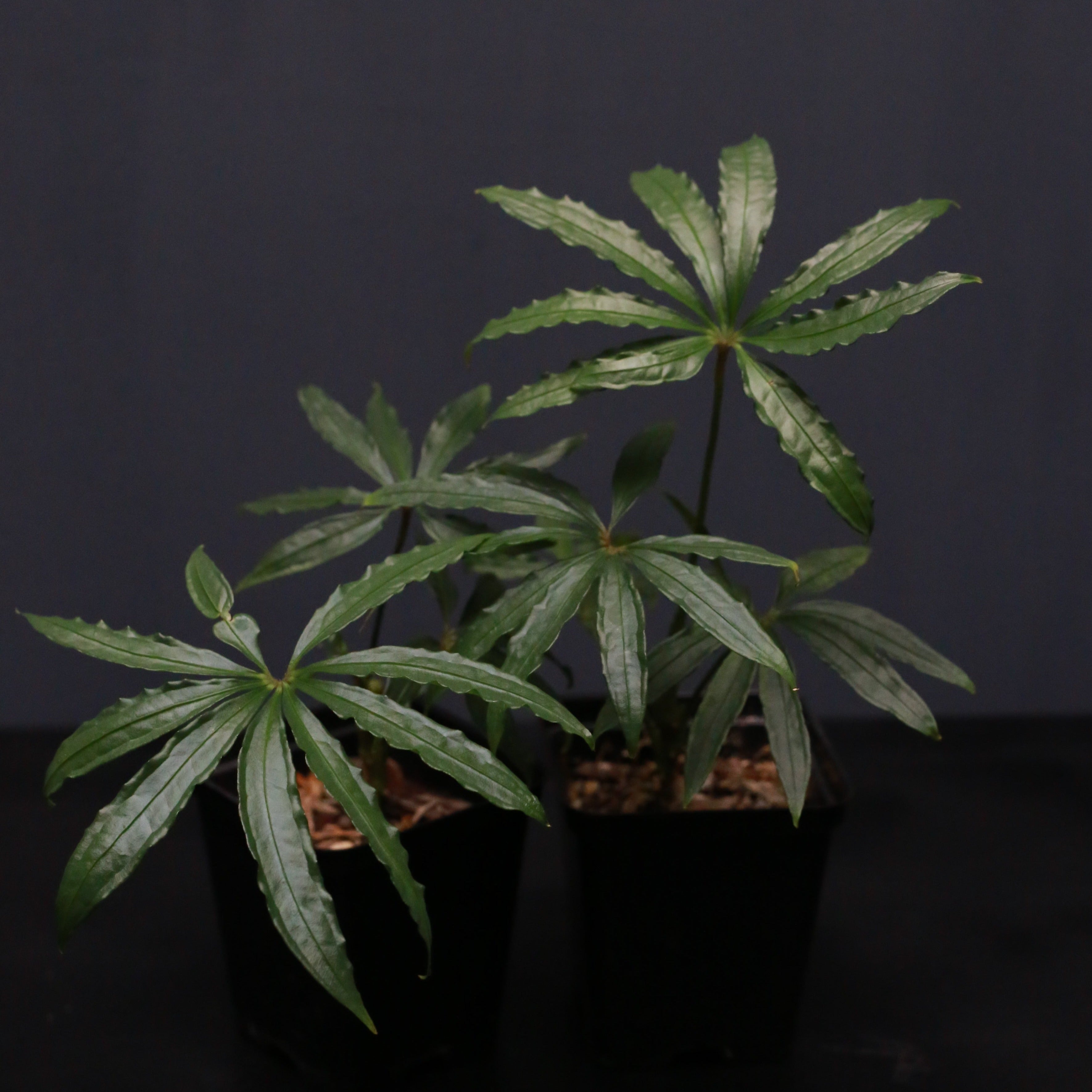 anthurium long leaf Anthurium vittarifolium – Carnivero main image 1