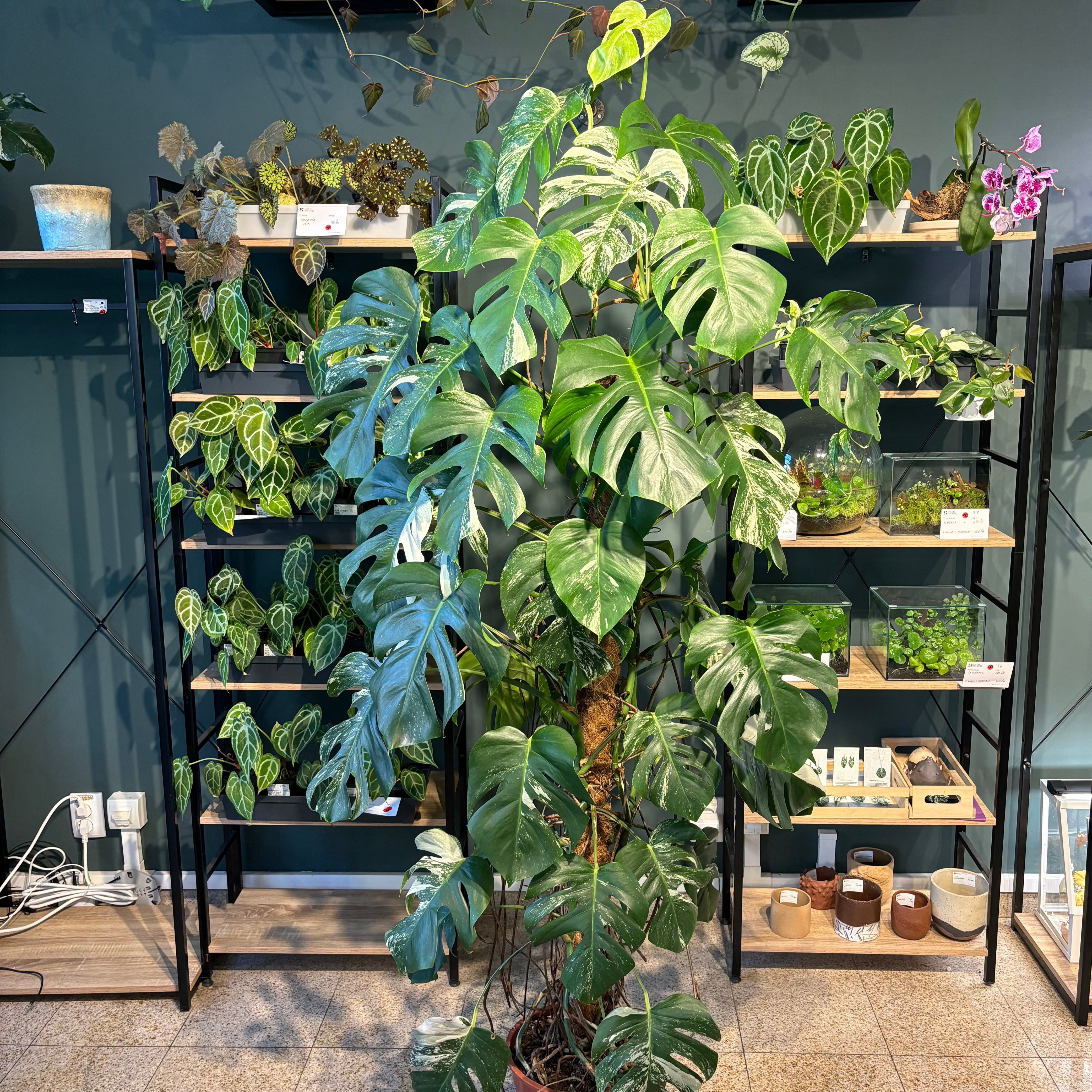 Monstera deliciosa albo variegata 5XL – Green Mirrors