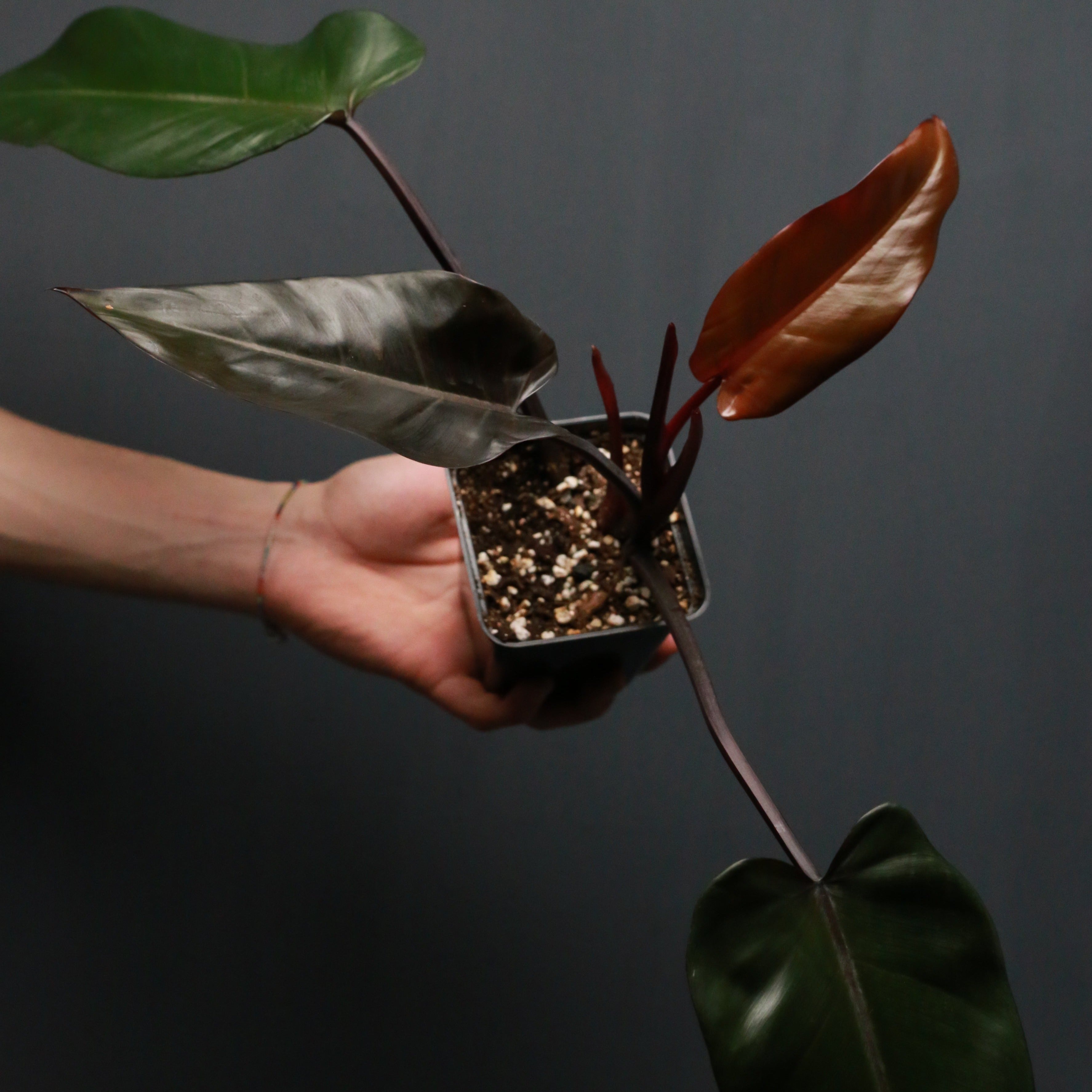 philodendron black Philodendron 'Black Majesty' – Green Mirrors