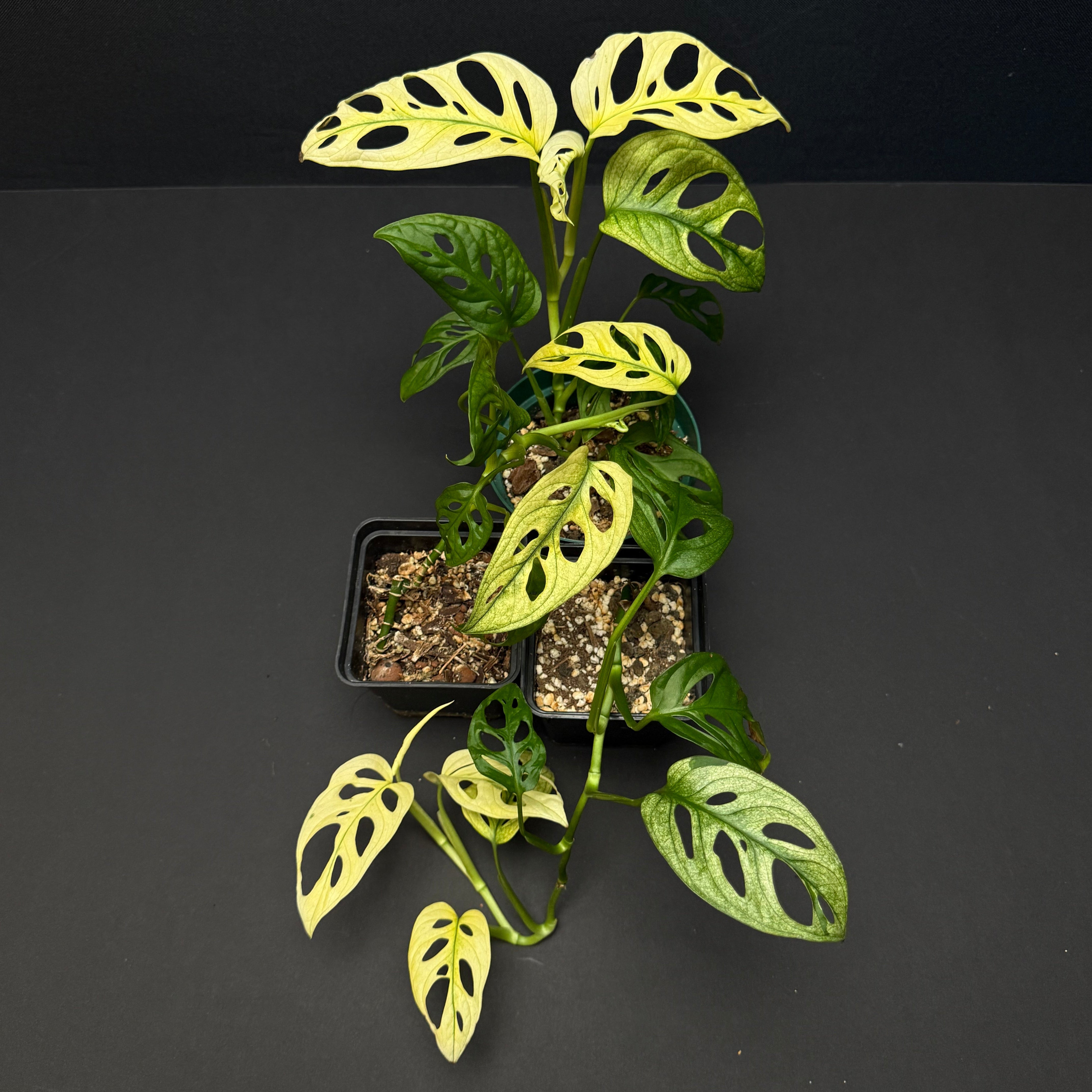 Monstera adansonii archipelago ghost – Green Mirrors