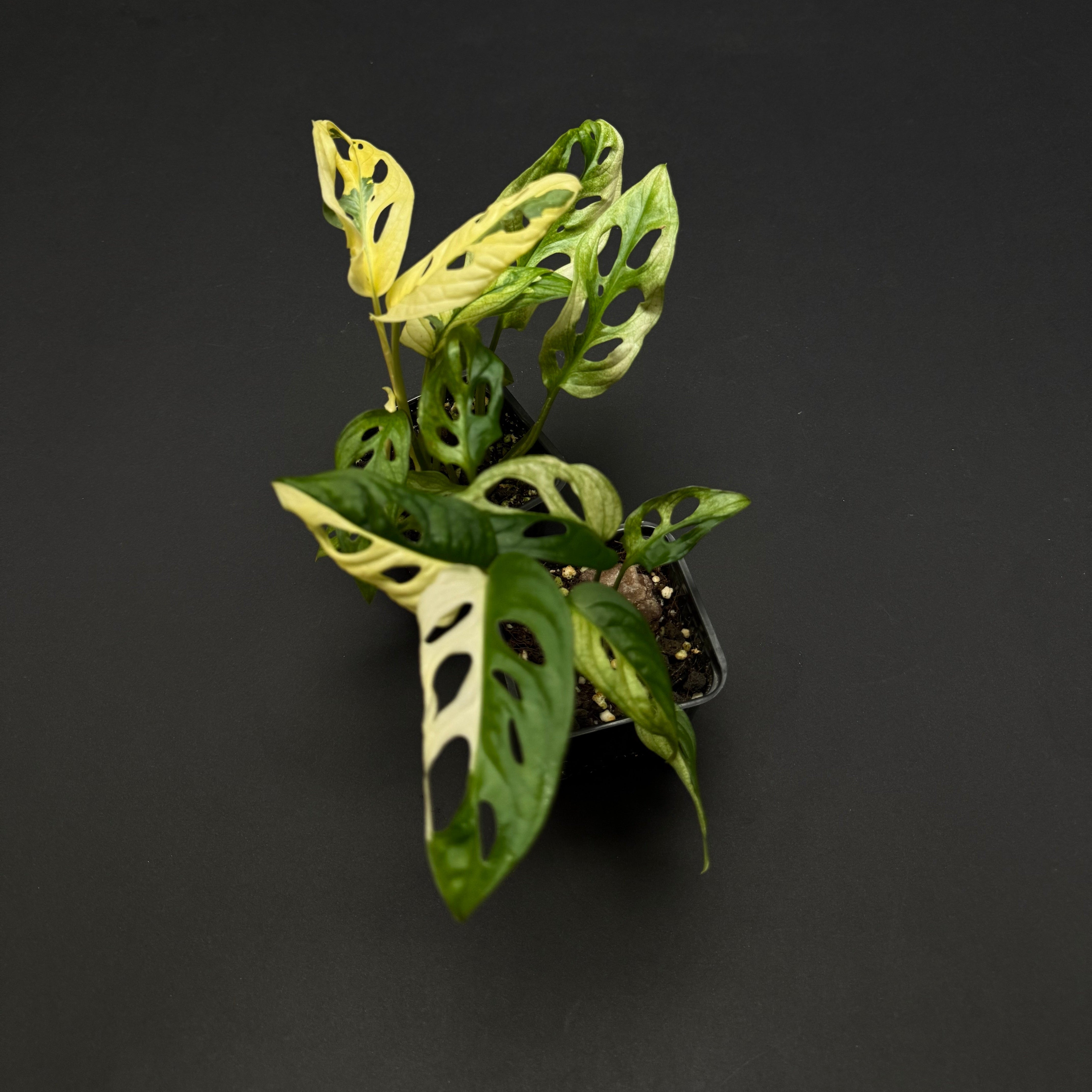 monstera adansonii double windows Monstera adansonii variegated – Green Mirrors