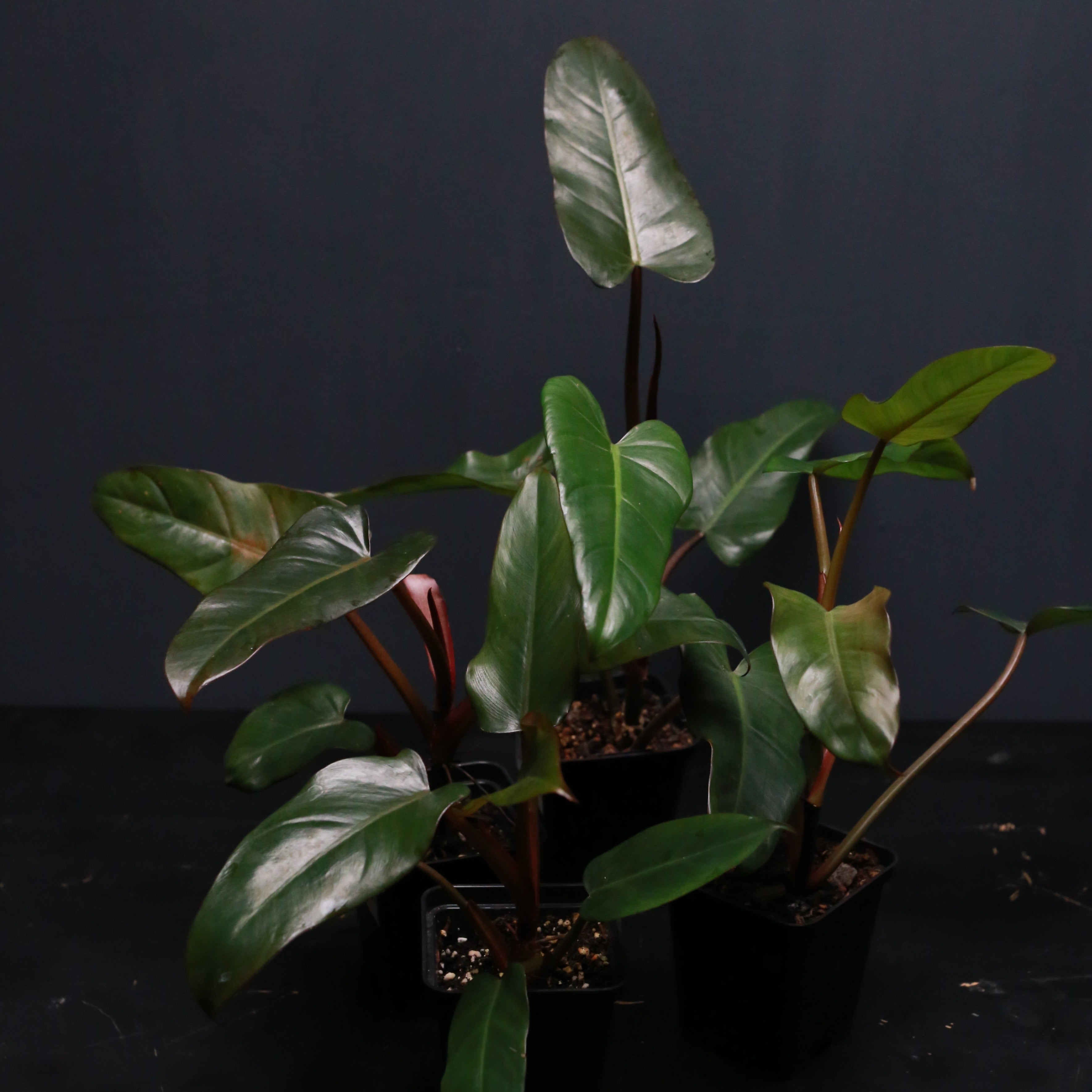 comfort mousse plants are purple Comfort Mousse: Unscented