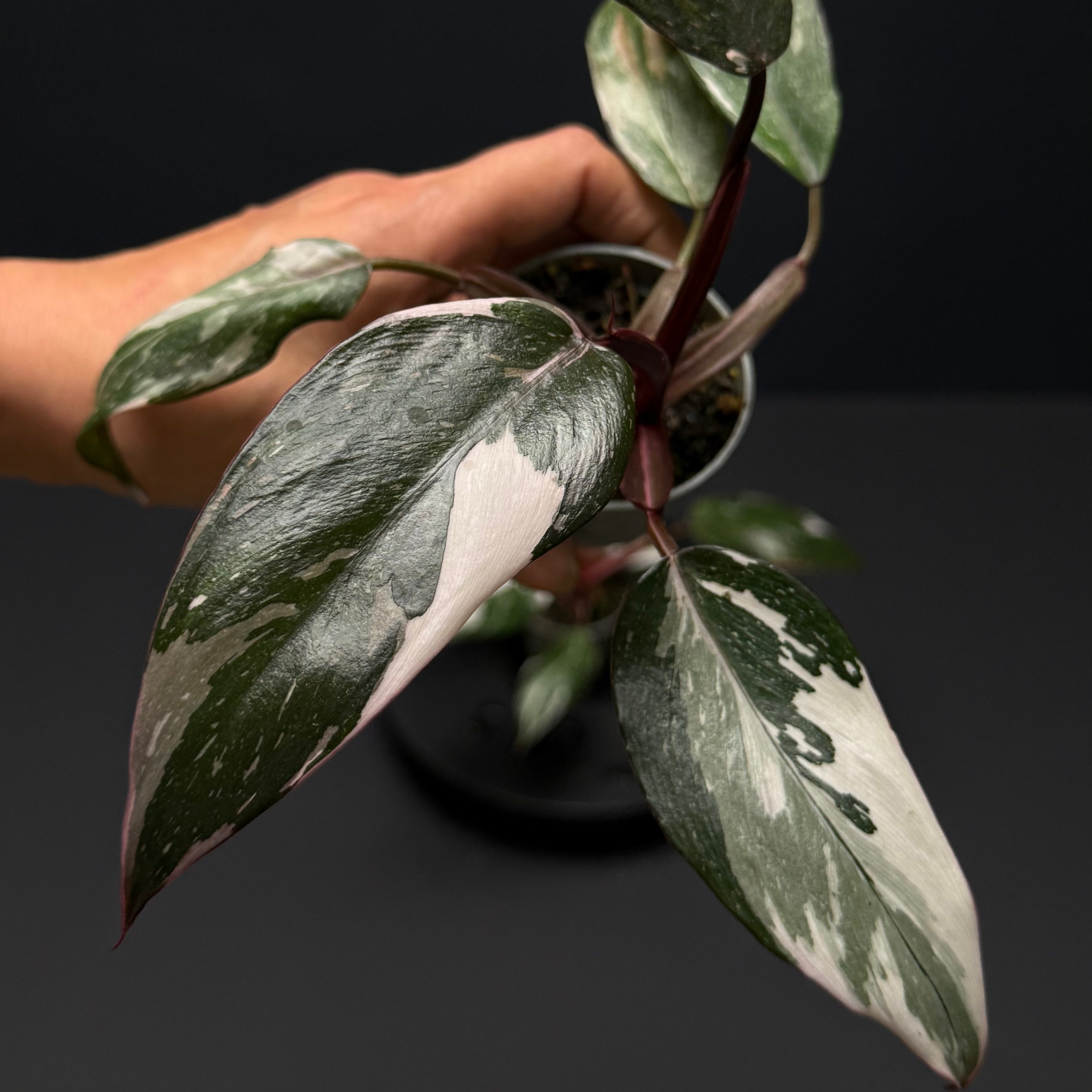 Philodendron Red Anderson – Green Mirrors