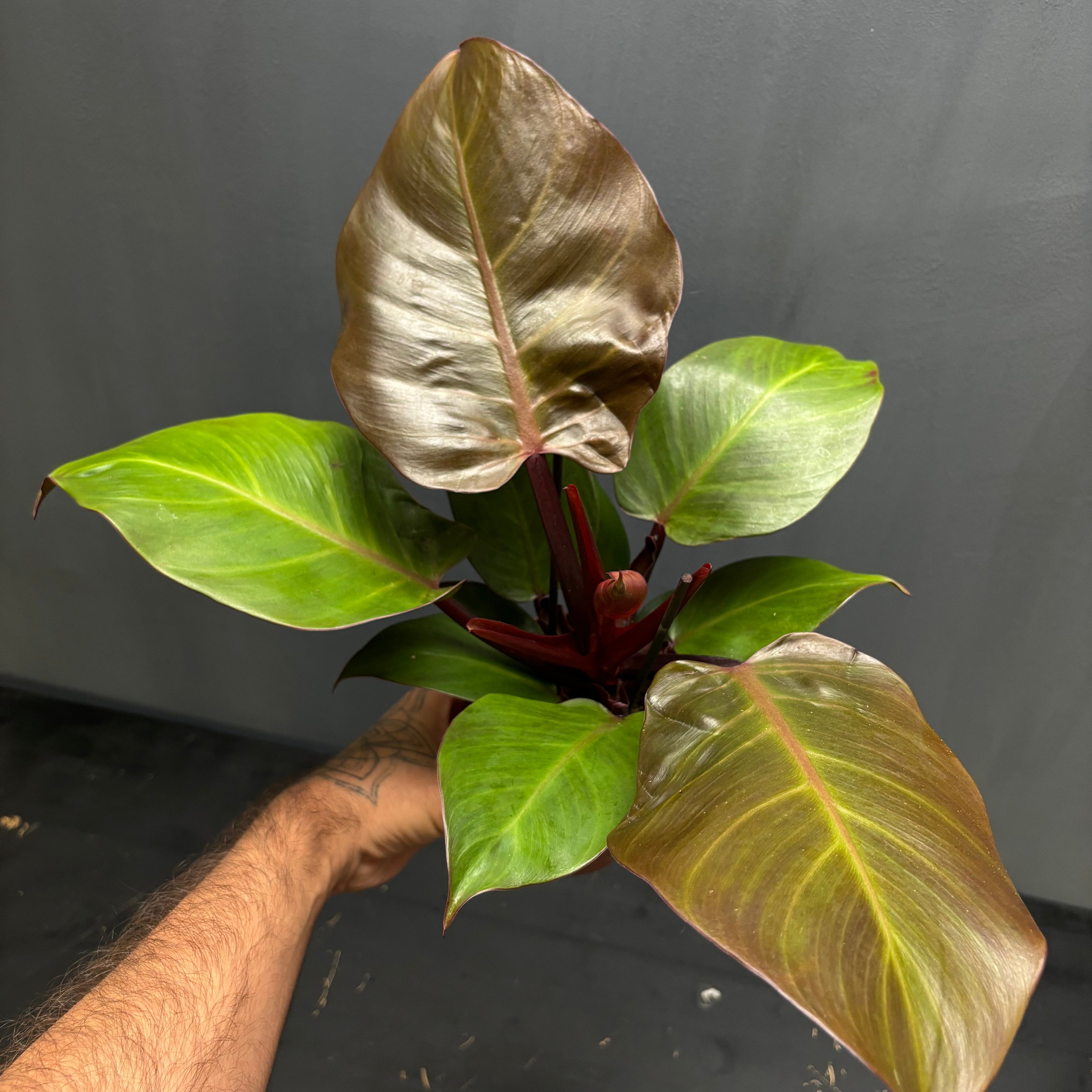Philodendron 'Sunlight'  Green Mirrors
