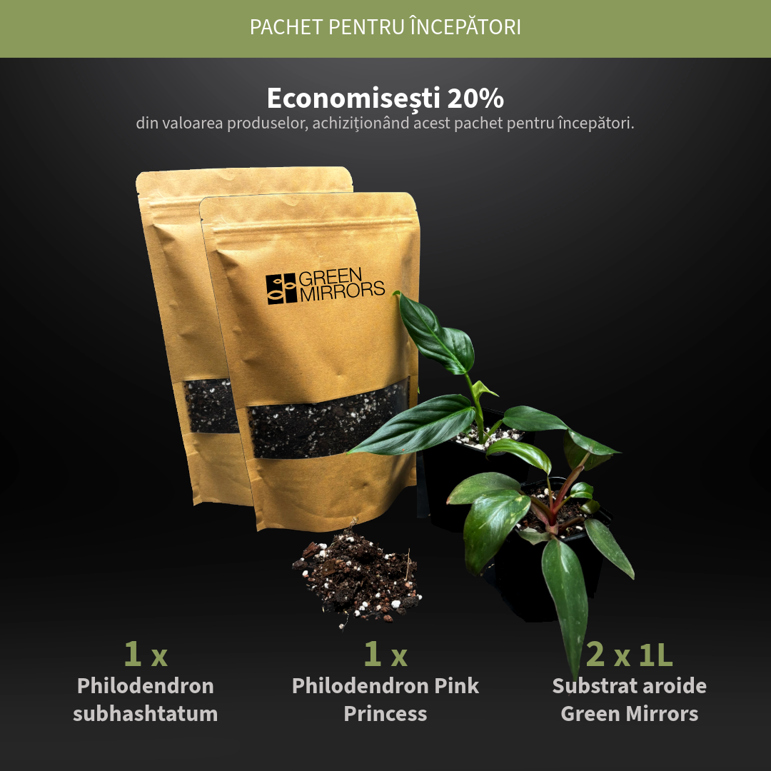 philodendron substrat Starter pack with 2 bags of substrate and 2 plants: Philodendron subha –  Green Mirrors