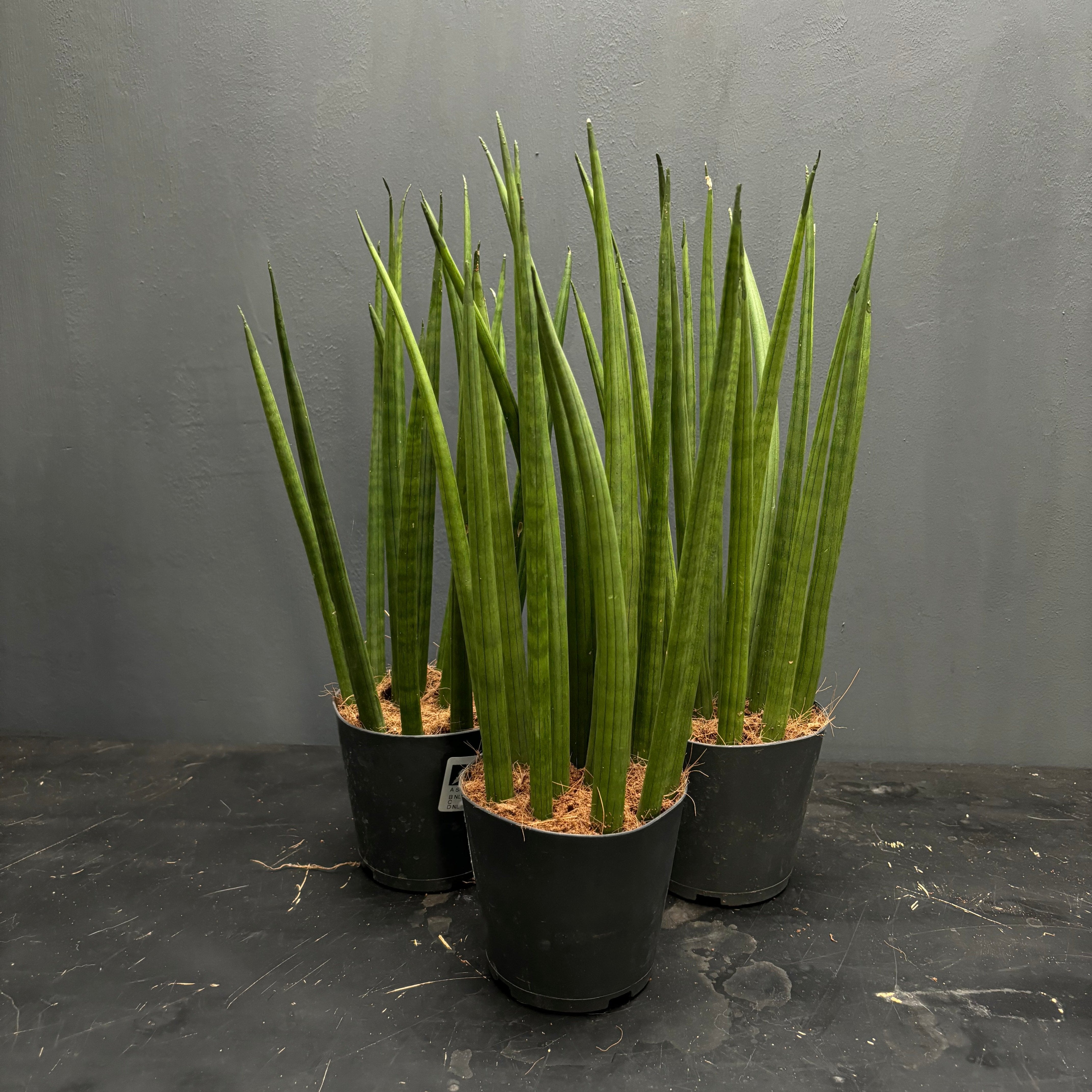 Sansevieria cylindrica – Green Mirrors