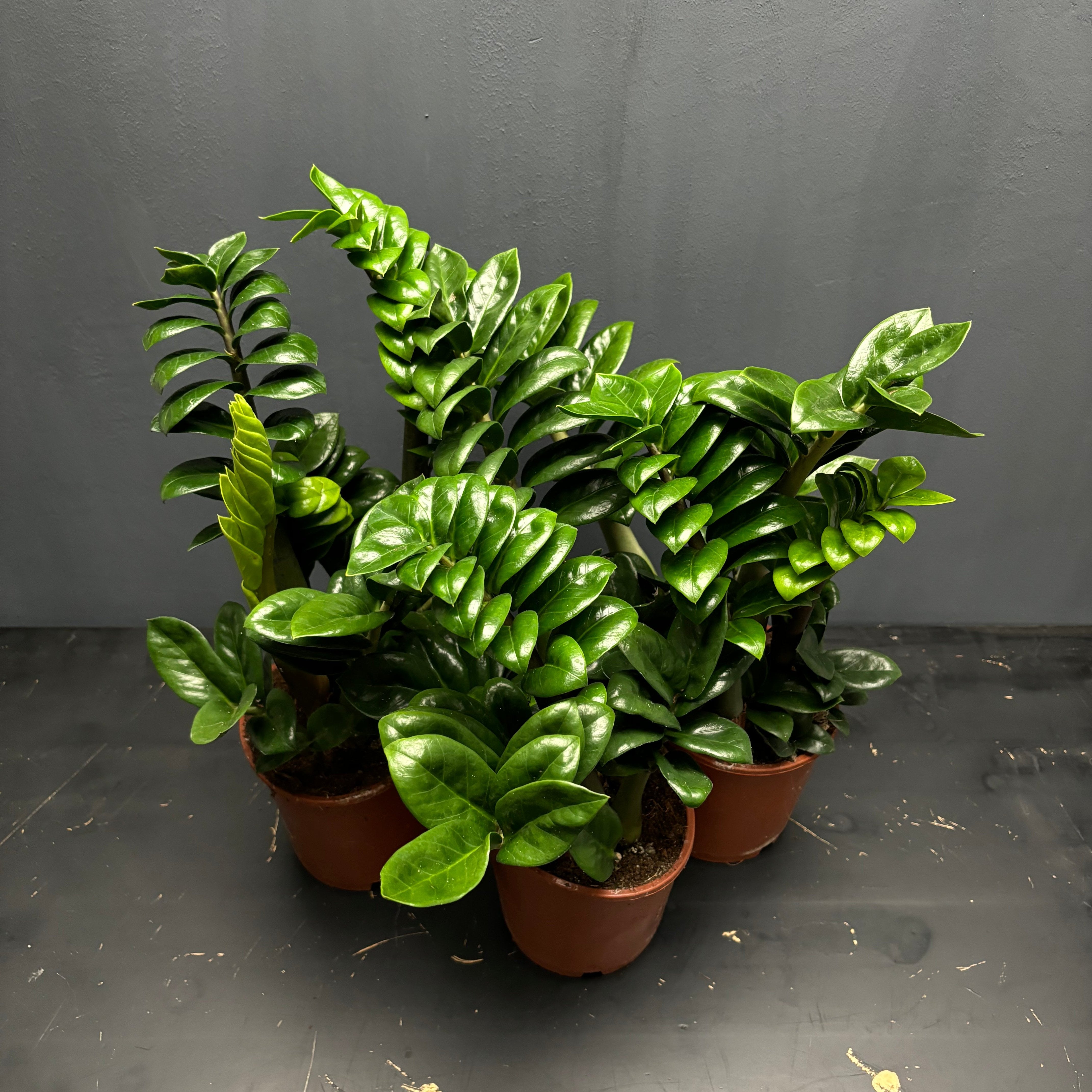 zenzi vs zz plant Zamioculcas zamiifolia 'Raven' – Green Mirrors