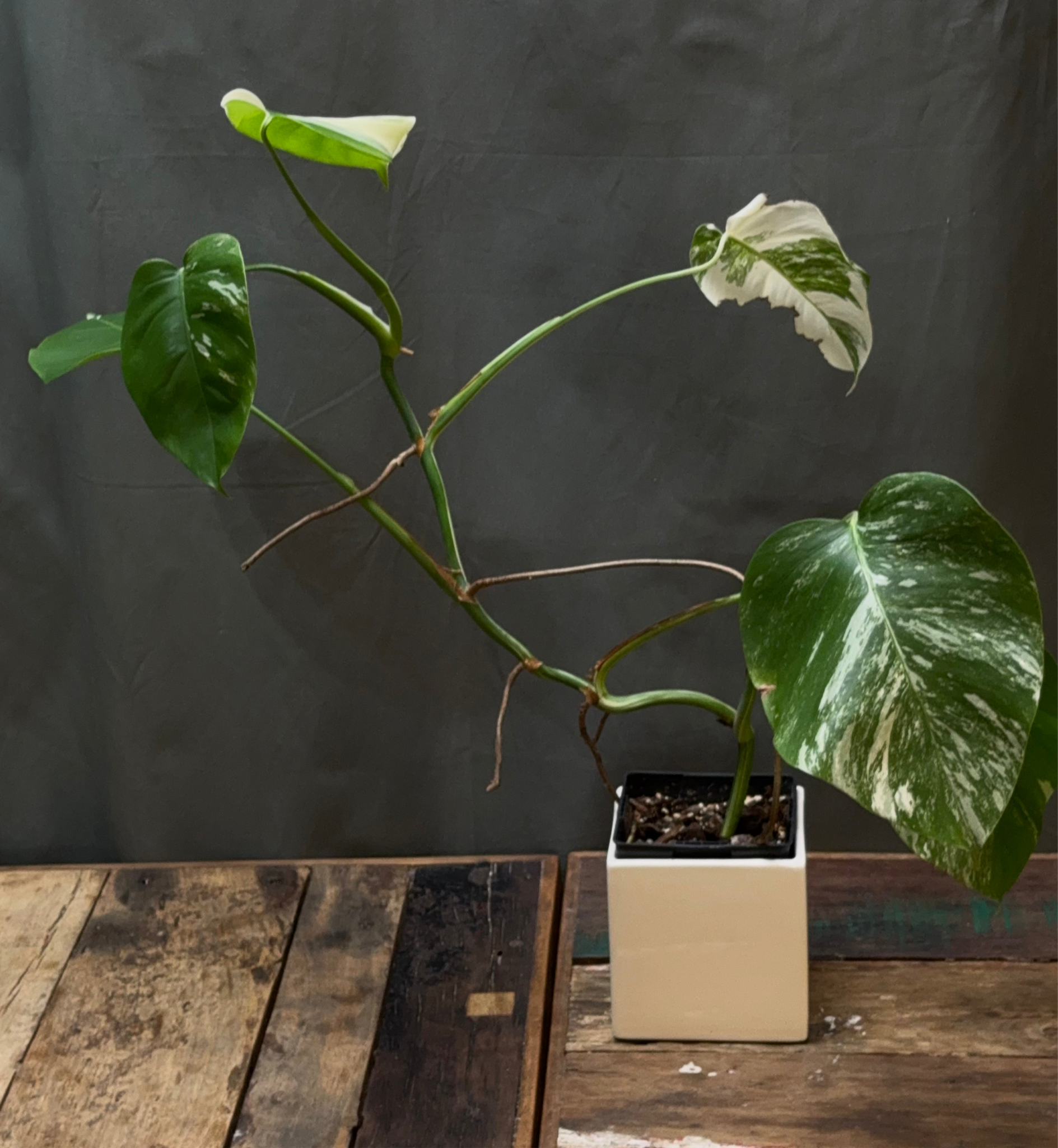 Monstera deliciosa albo variegata M2
