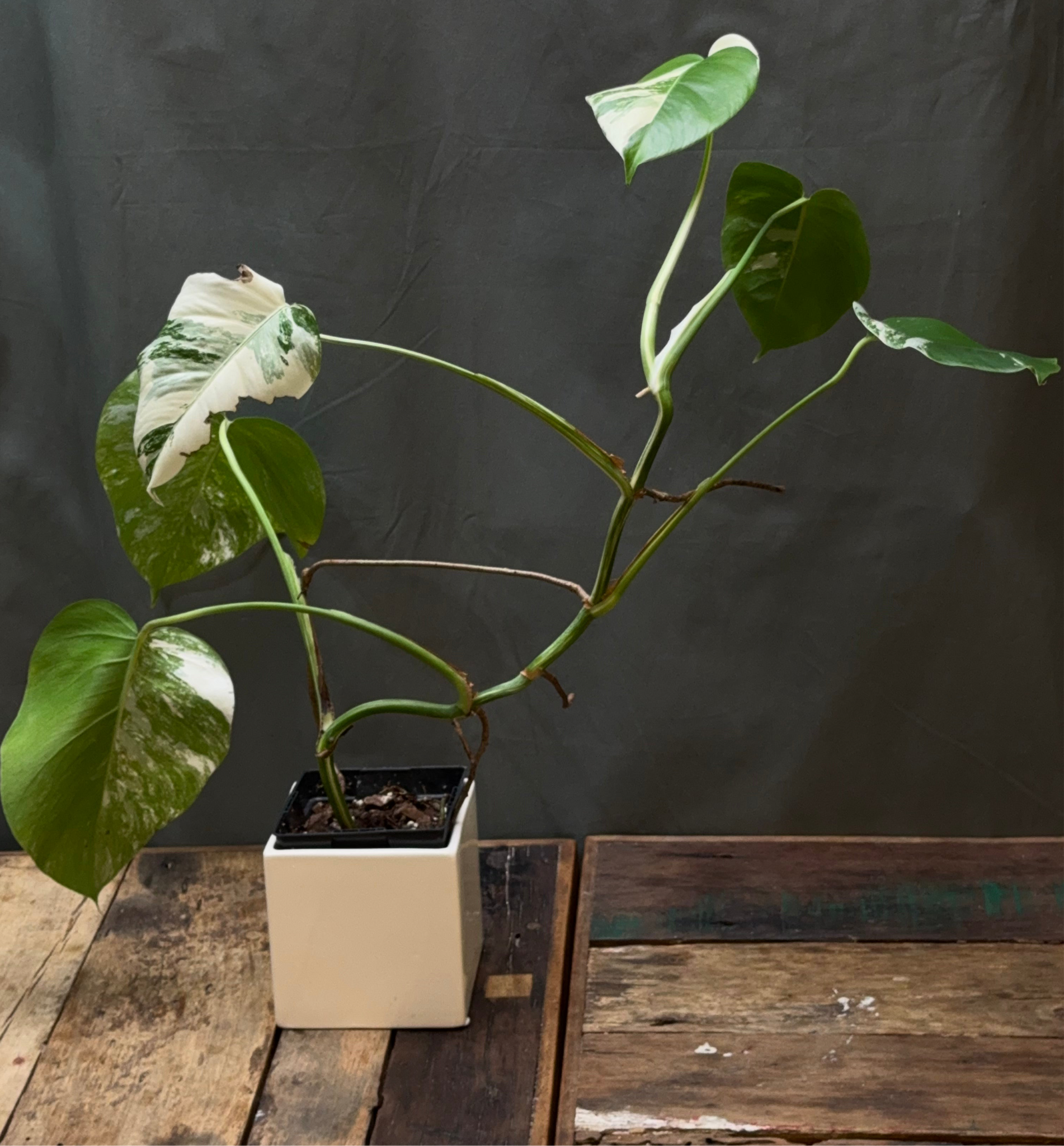Monstera deliciosa albo variegata M2