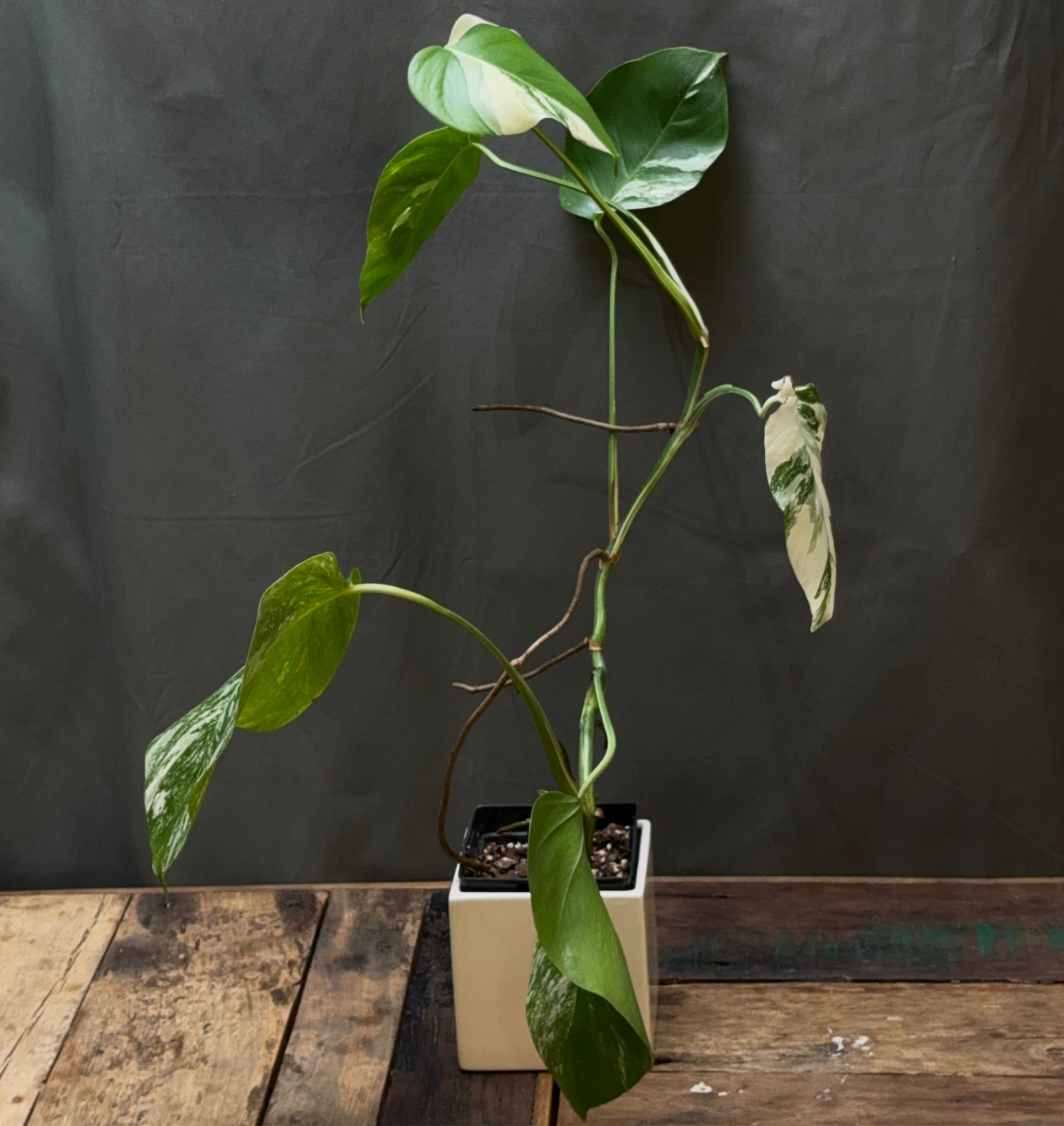 Monstera deliciosa albo variegata M2