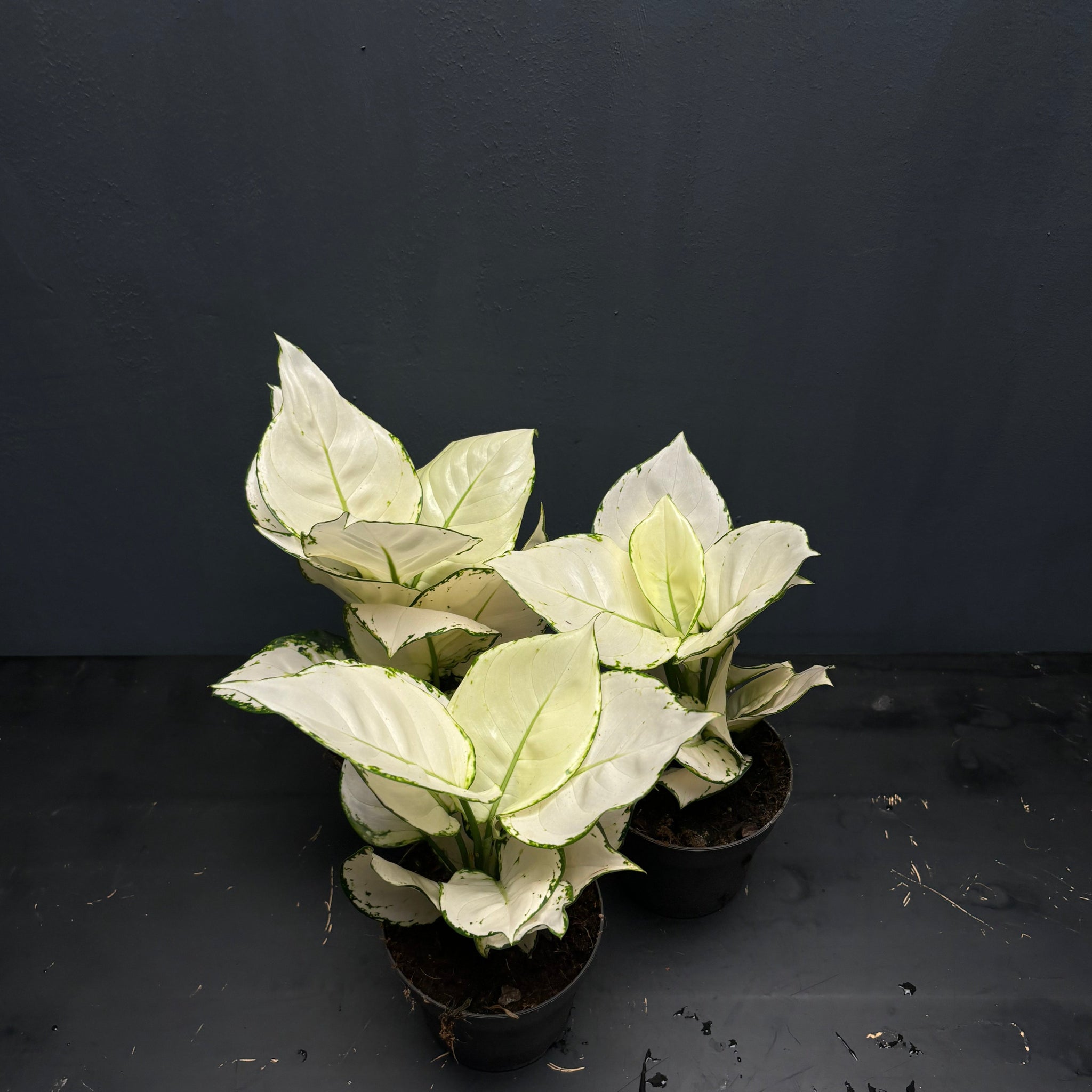aglaonema dud white Aglaonema White Joy – Green Mirrors