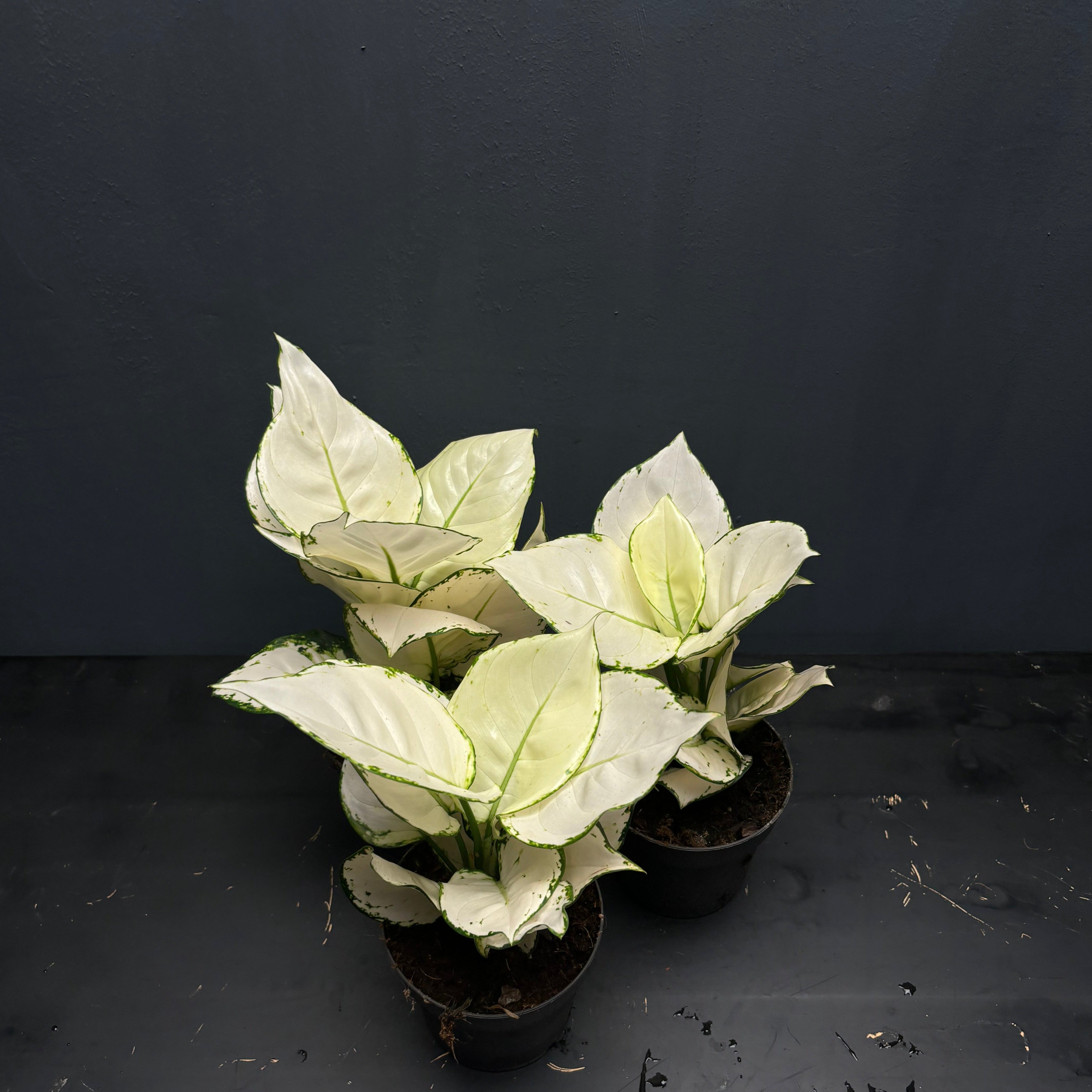 white aglaonema varieties Aglaonema White Joy – Green Mirrors