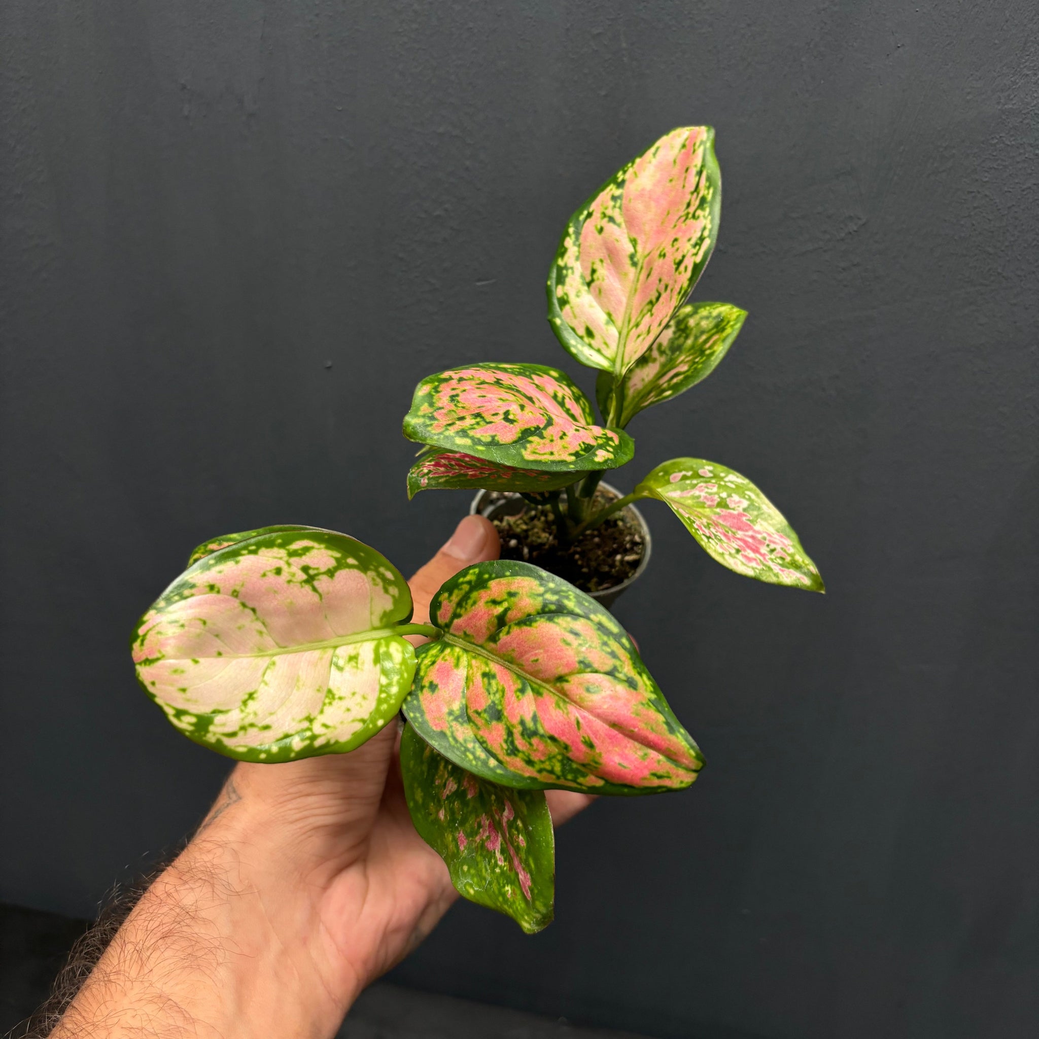 Aglaonema 'Red Zirkon'