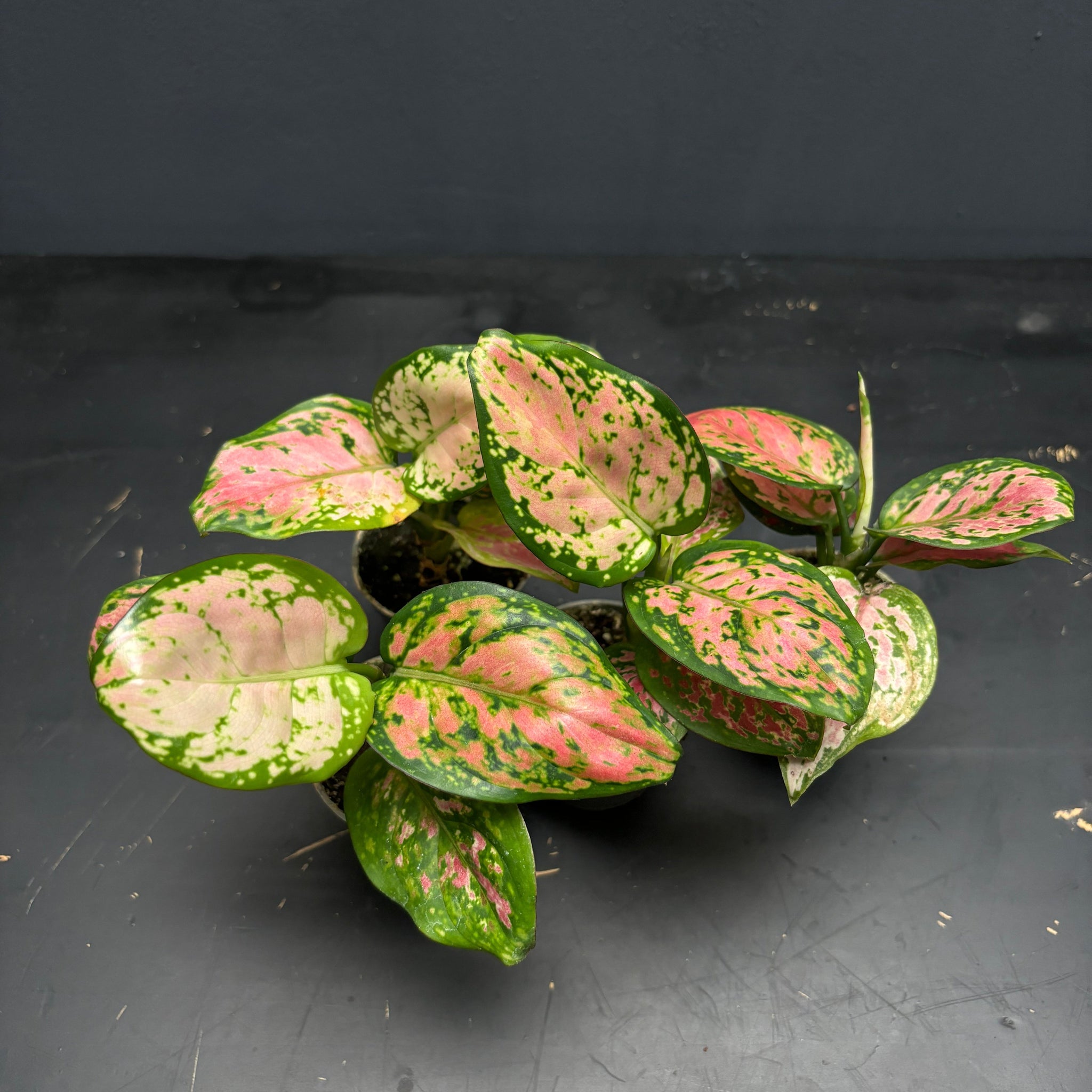 Aglaonema 'Red Zirkon'