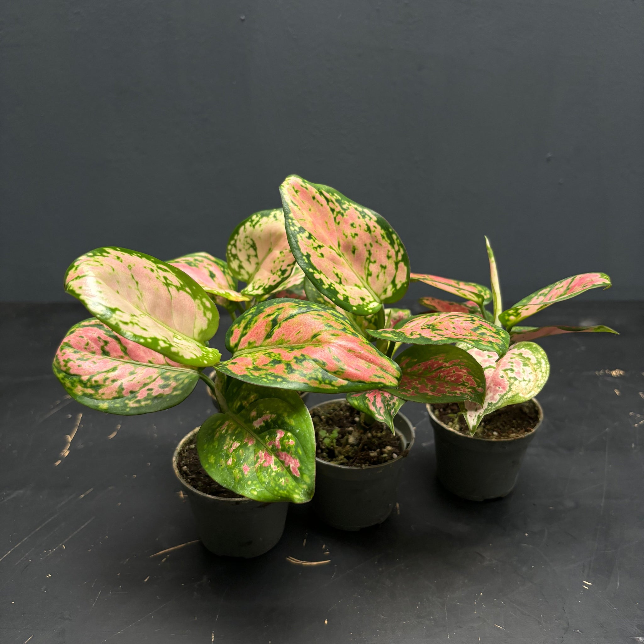 Aglaonema Red Zirkon