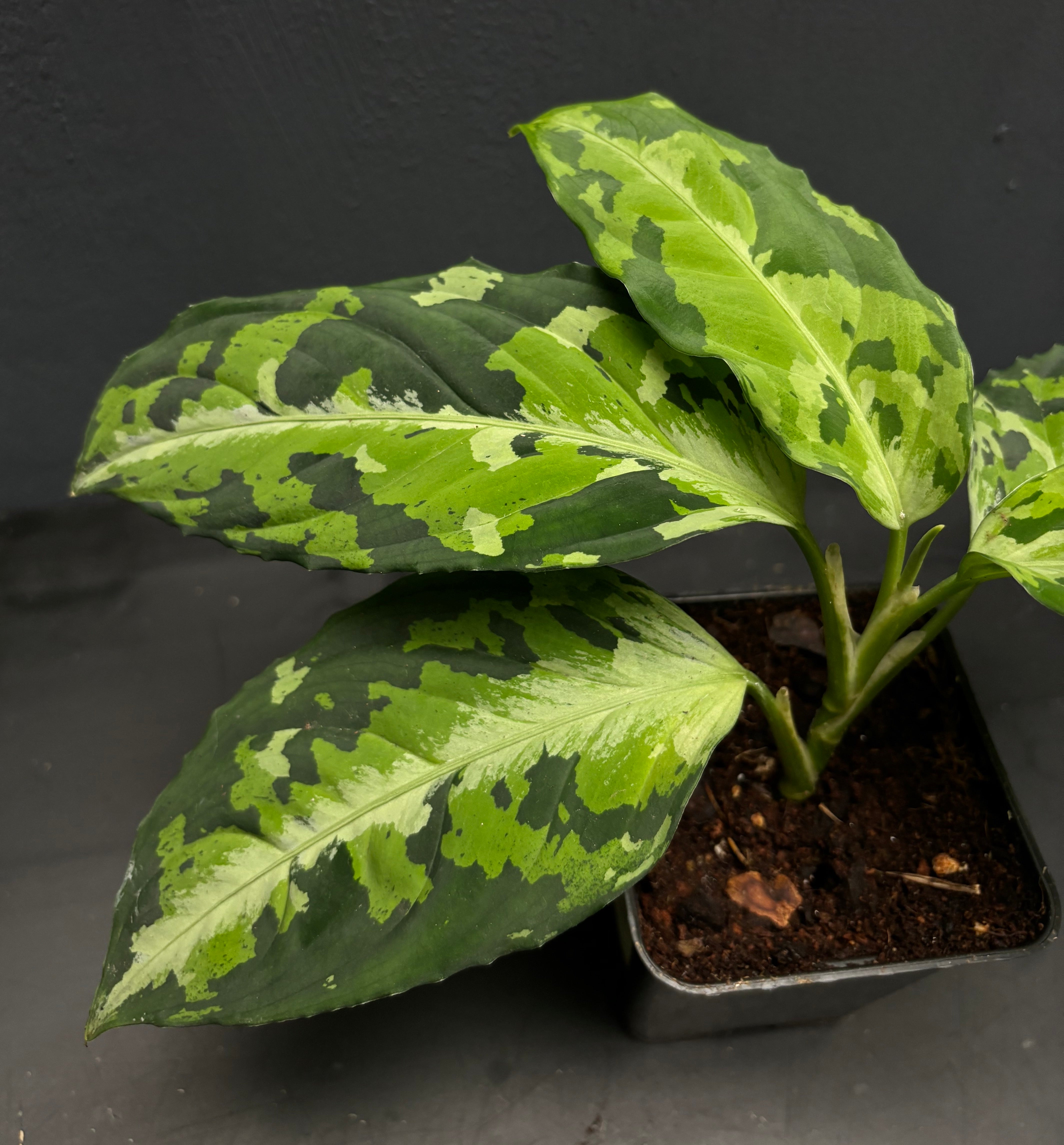 Aglaonema pictum A Galaxy【LA0313-00】 Aglaonema Tricolor (Aglaonema pictum tricolor) – Logee's Plants