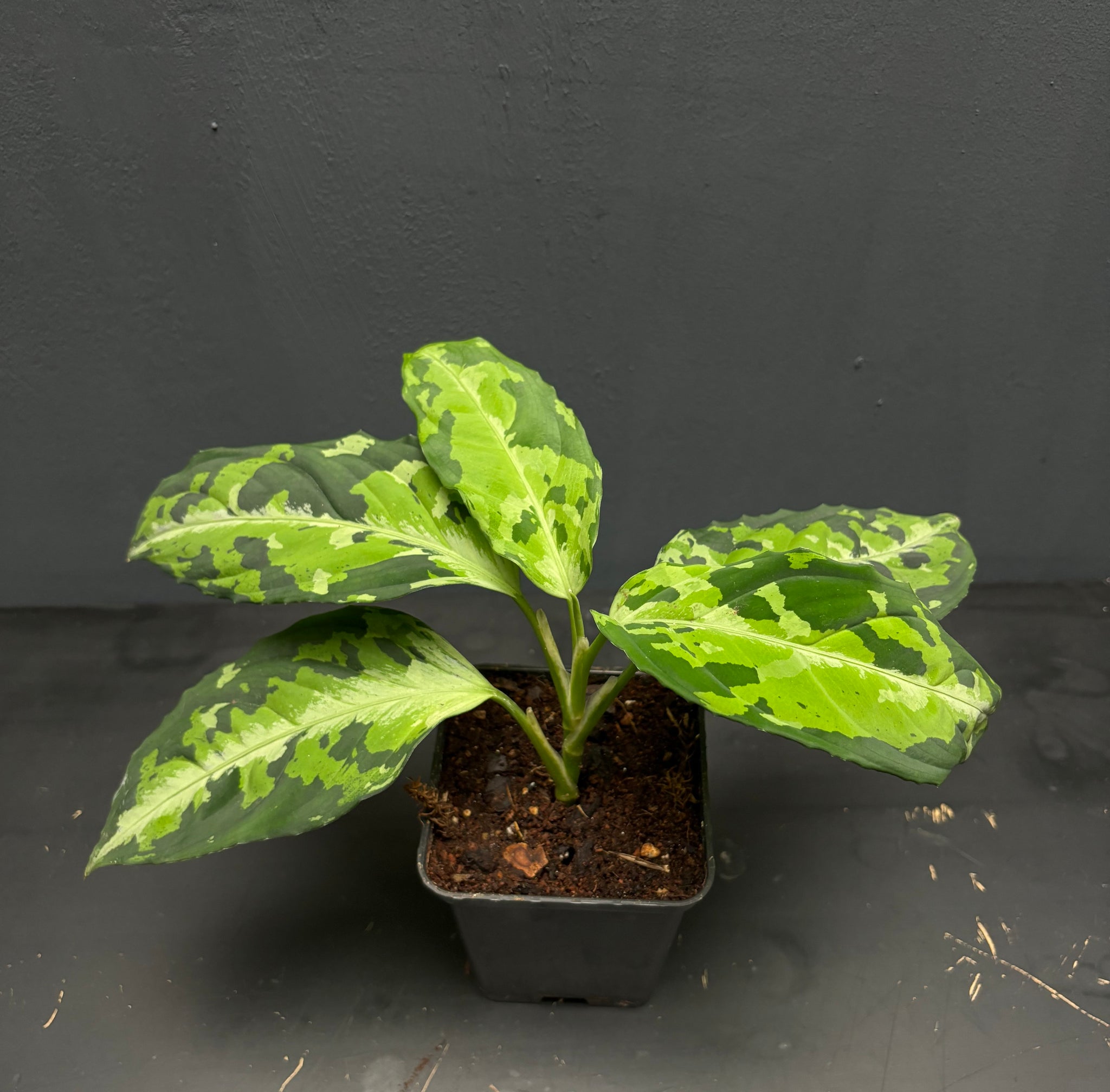 aglaonema pictum tricolor seeds Aglaonema pictum var. tricolor – Green Mirrors