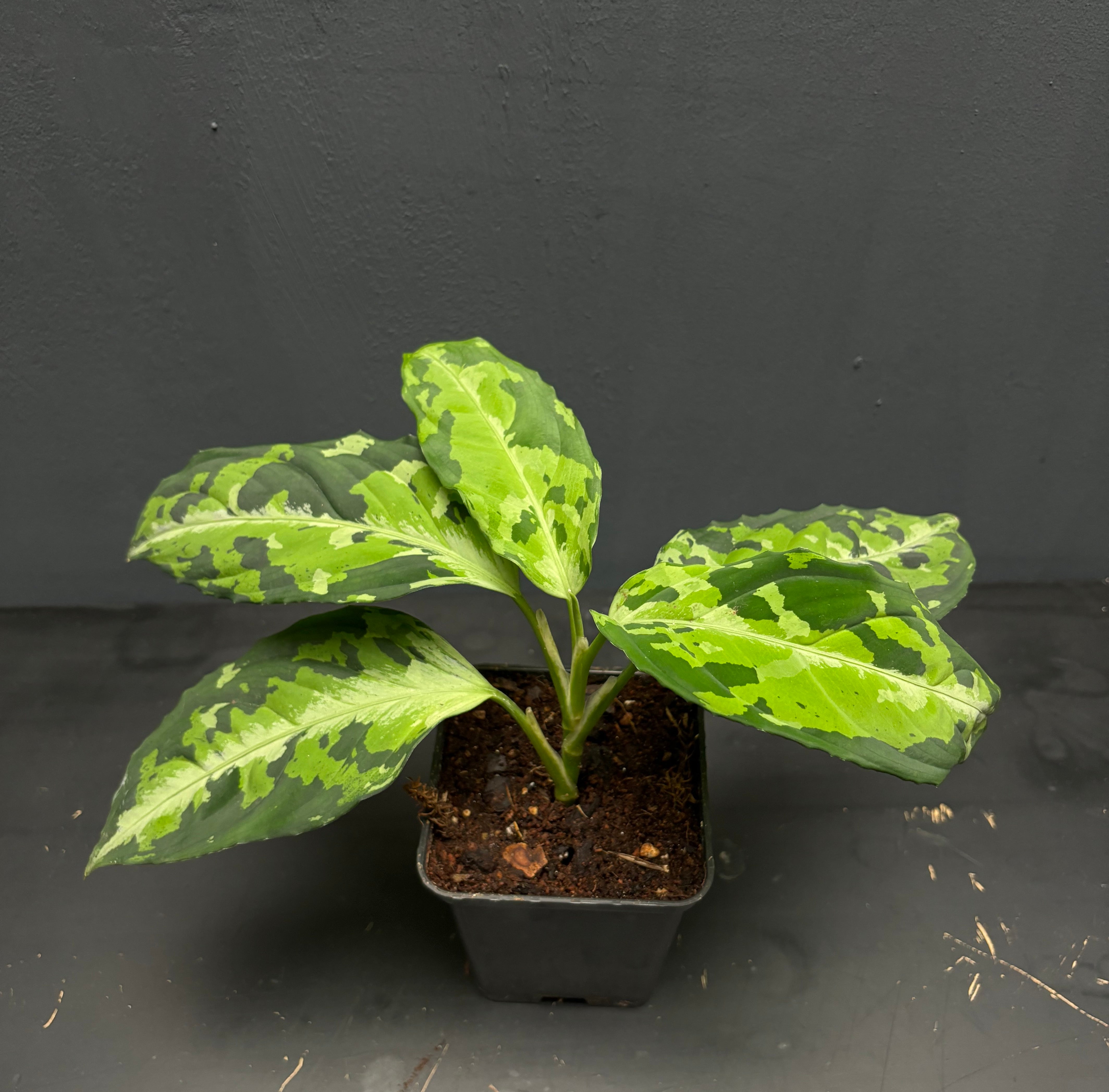 aglaonema tricolor pictum Aglaonema pictum var. tricolor – Green Mirrors