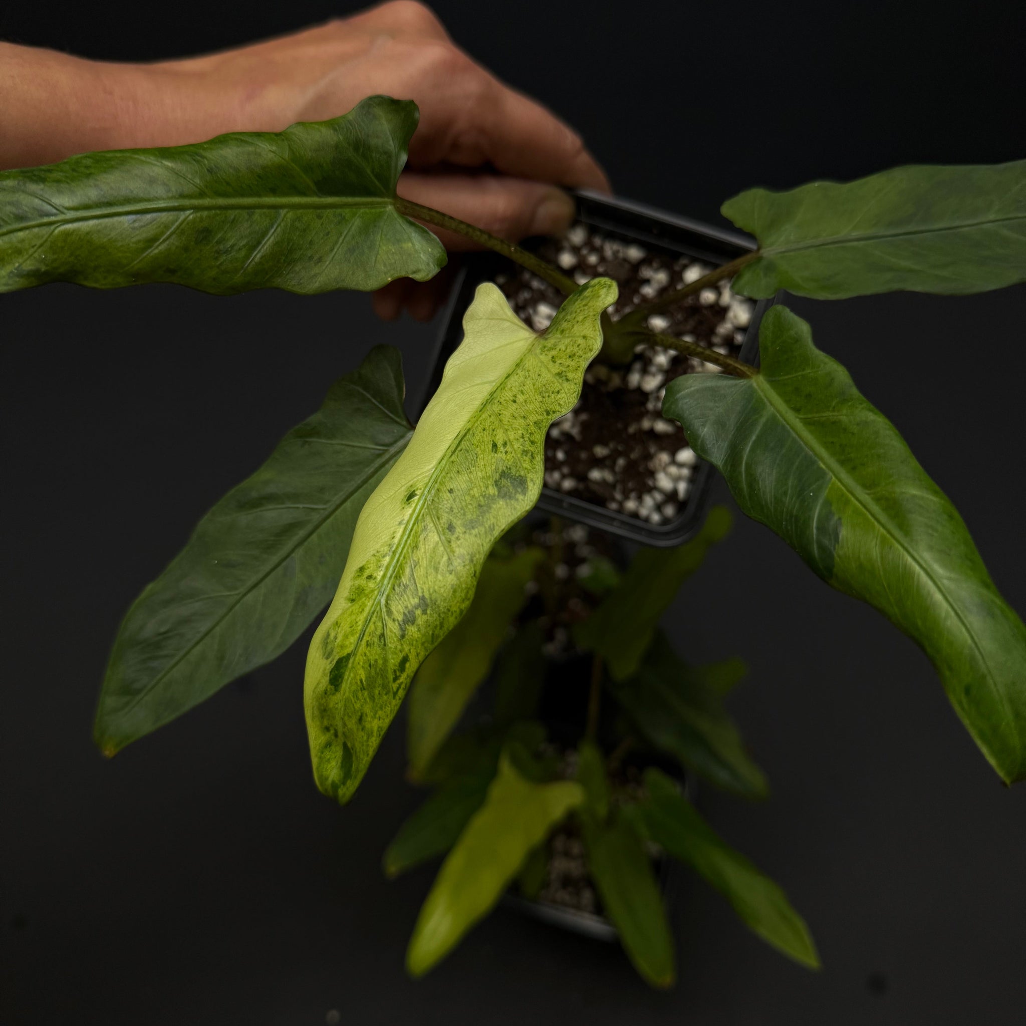 Alocasia lauterbachiana variegata