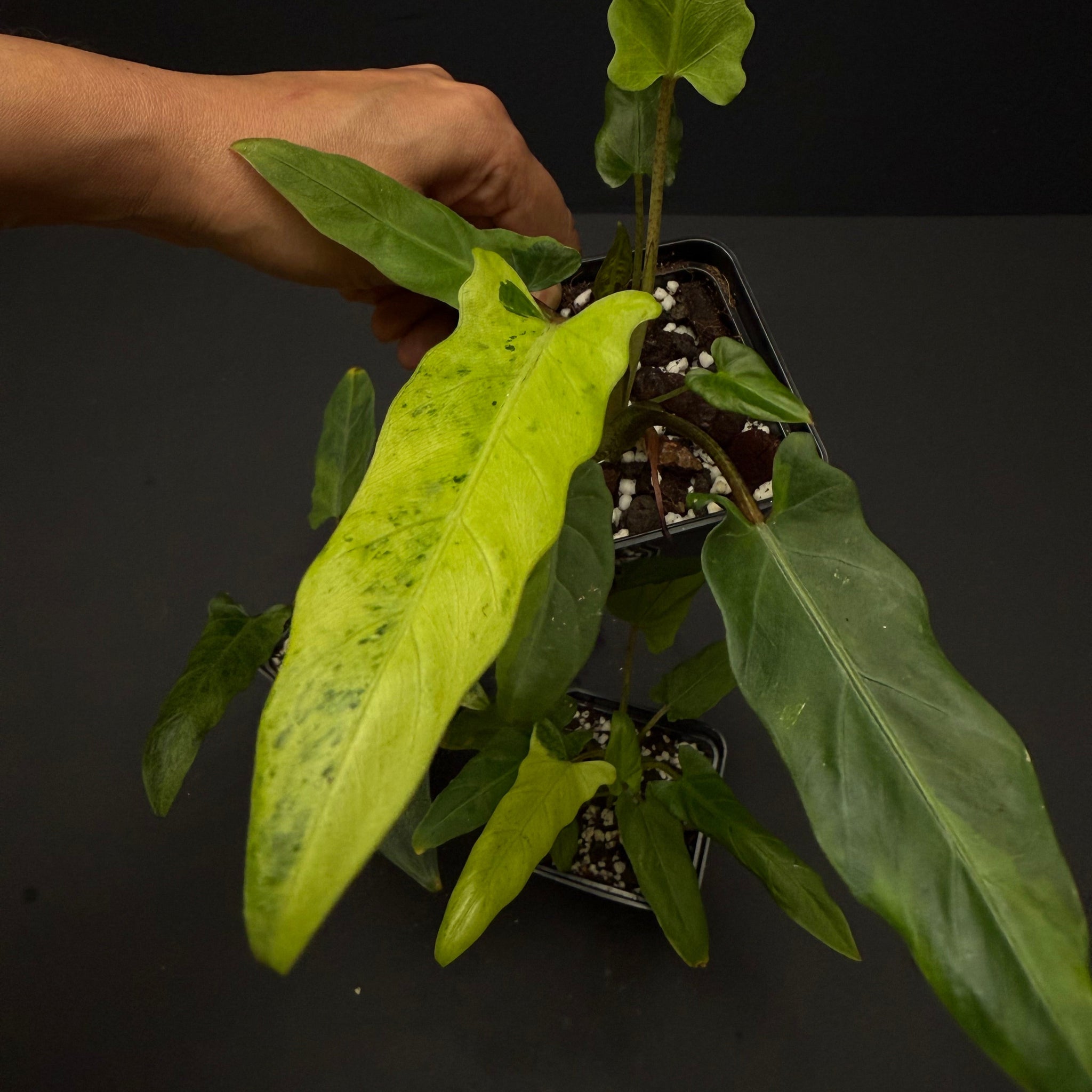 Alocasia lauterbachiana variegata
