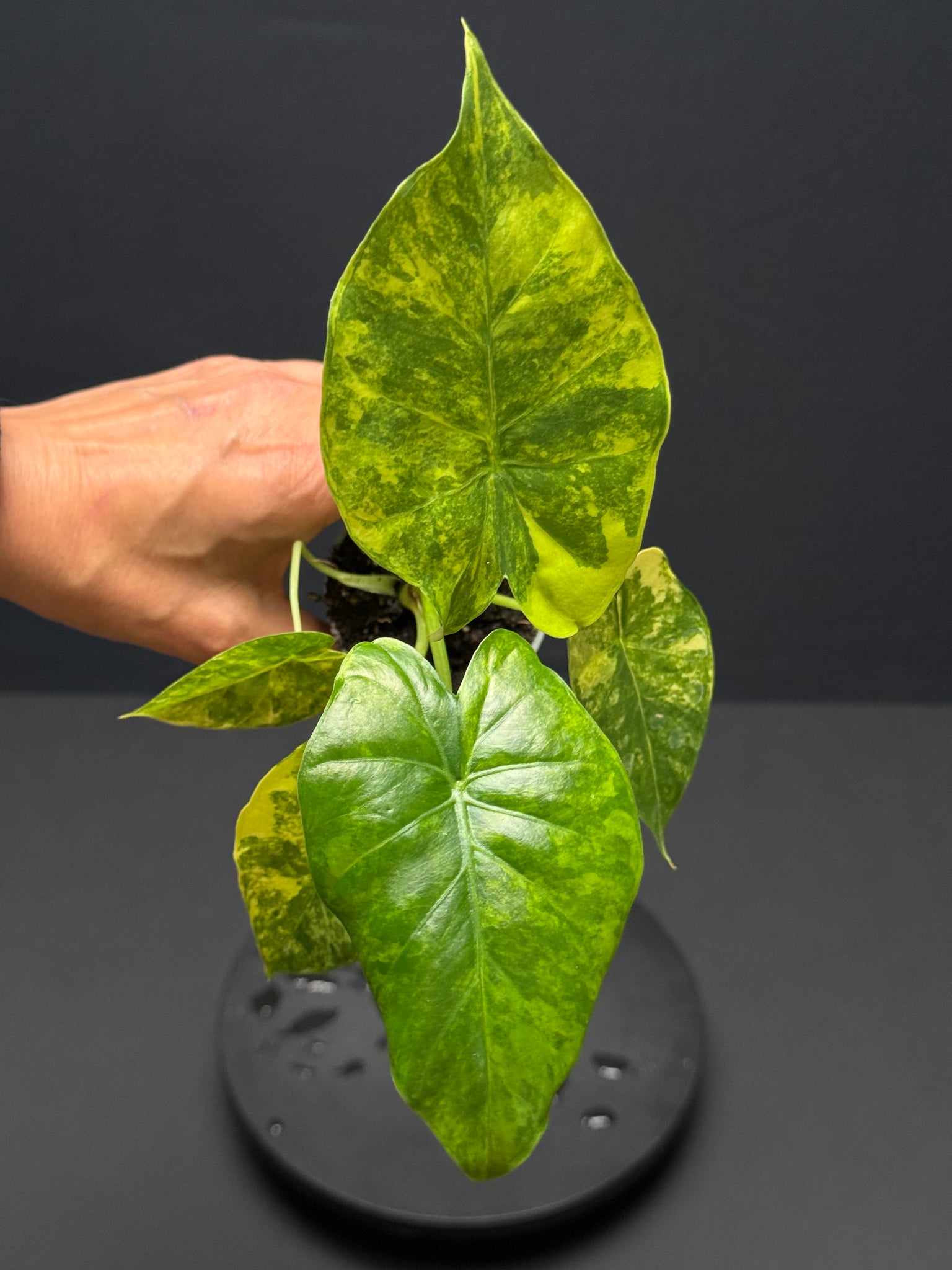 Alocasia macrorrhizos aurea variegata