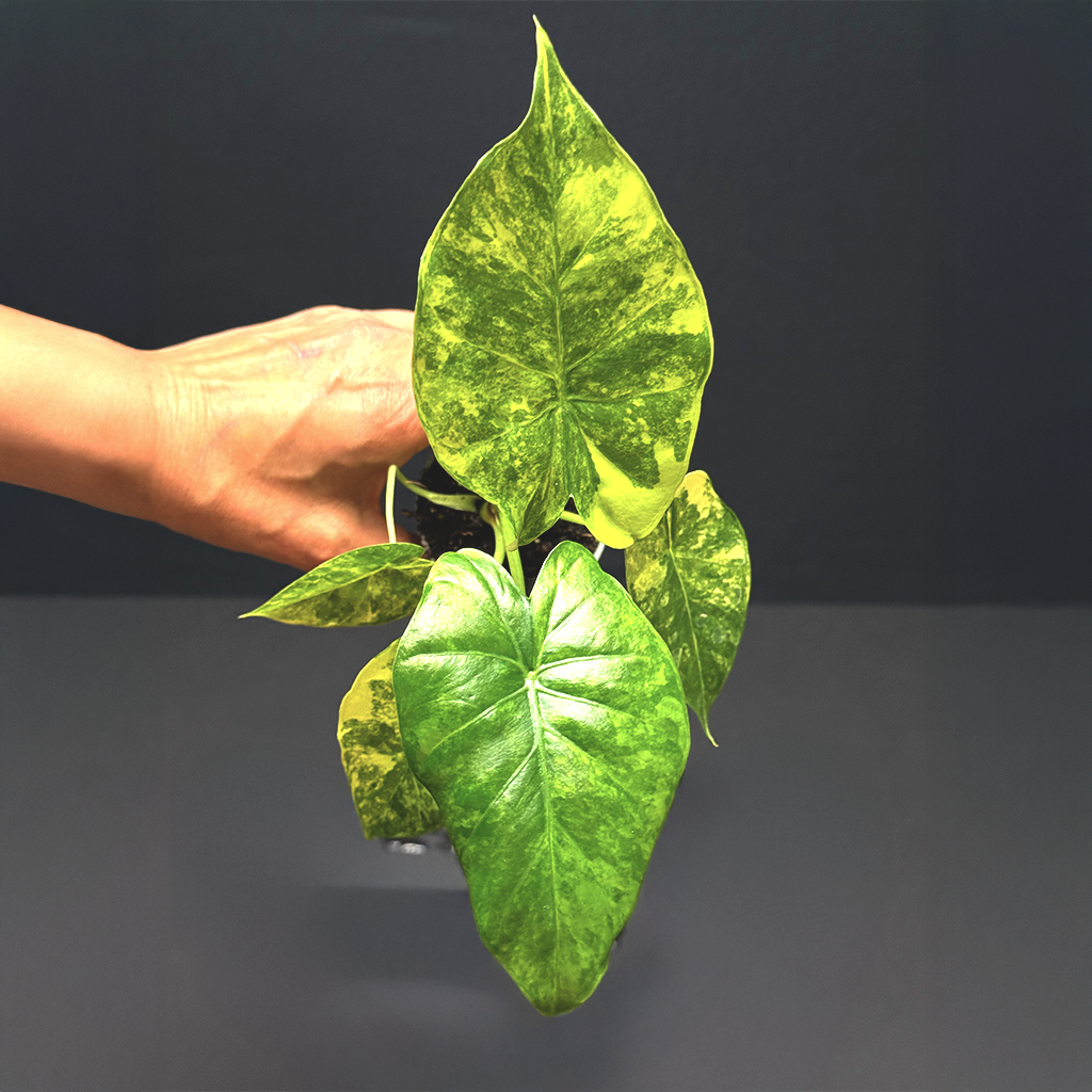 Alocasia macrorrhizos aurea variegata