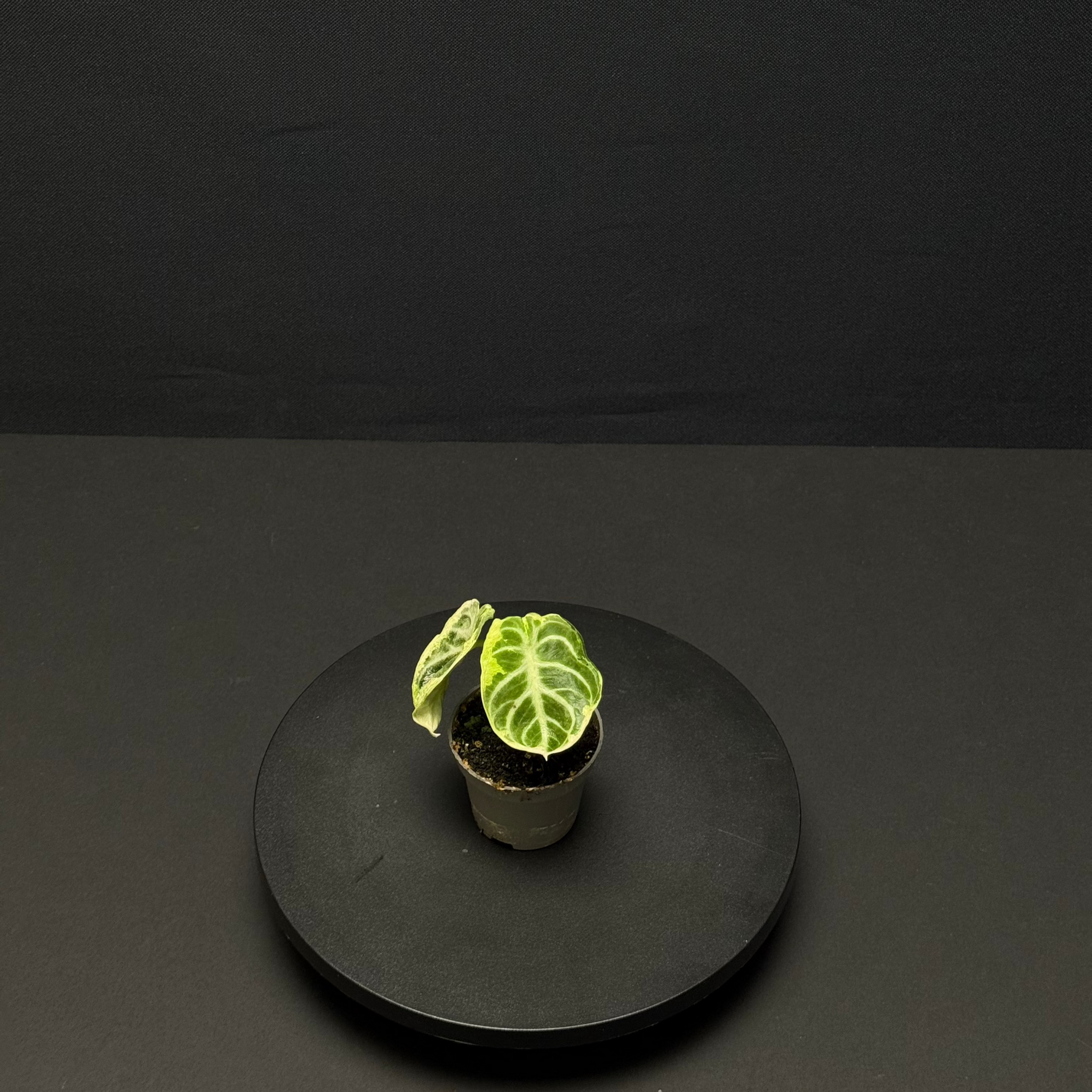 Alocasia ninja variegata