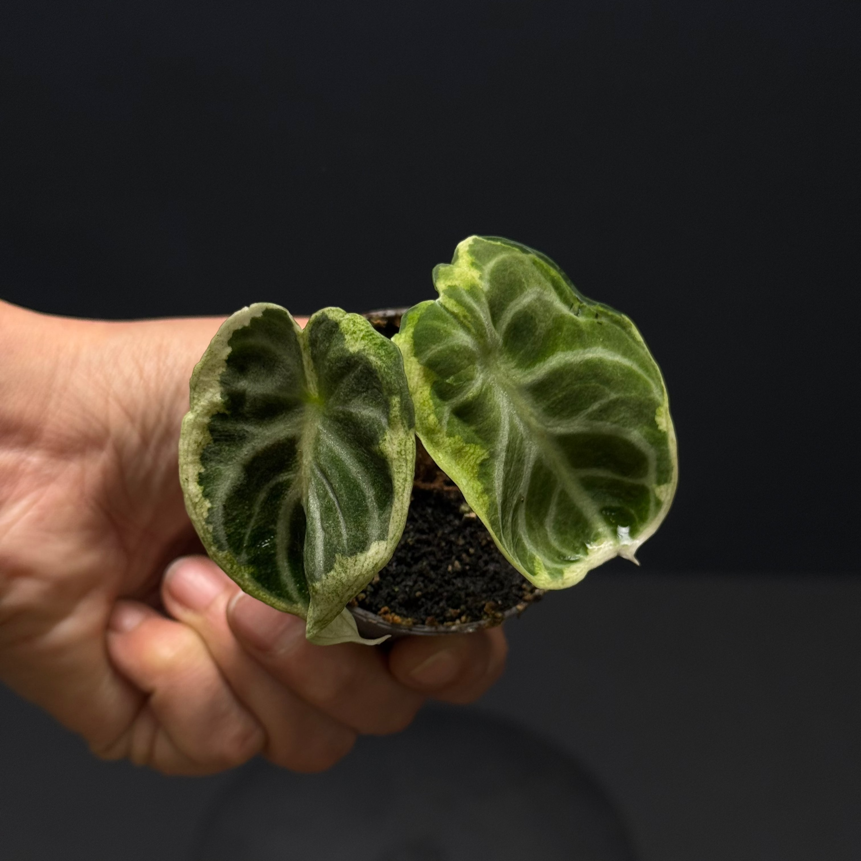 Alocasia ninja variegata – Green Mirrors