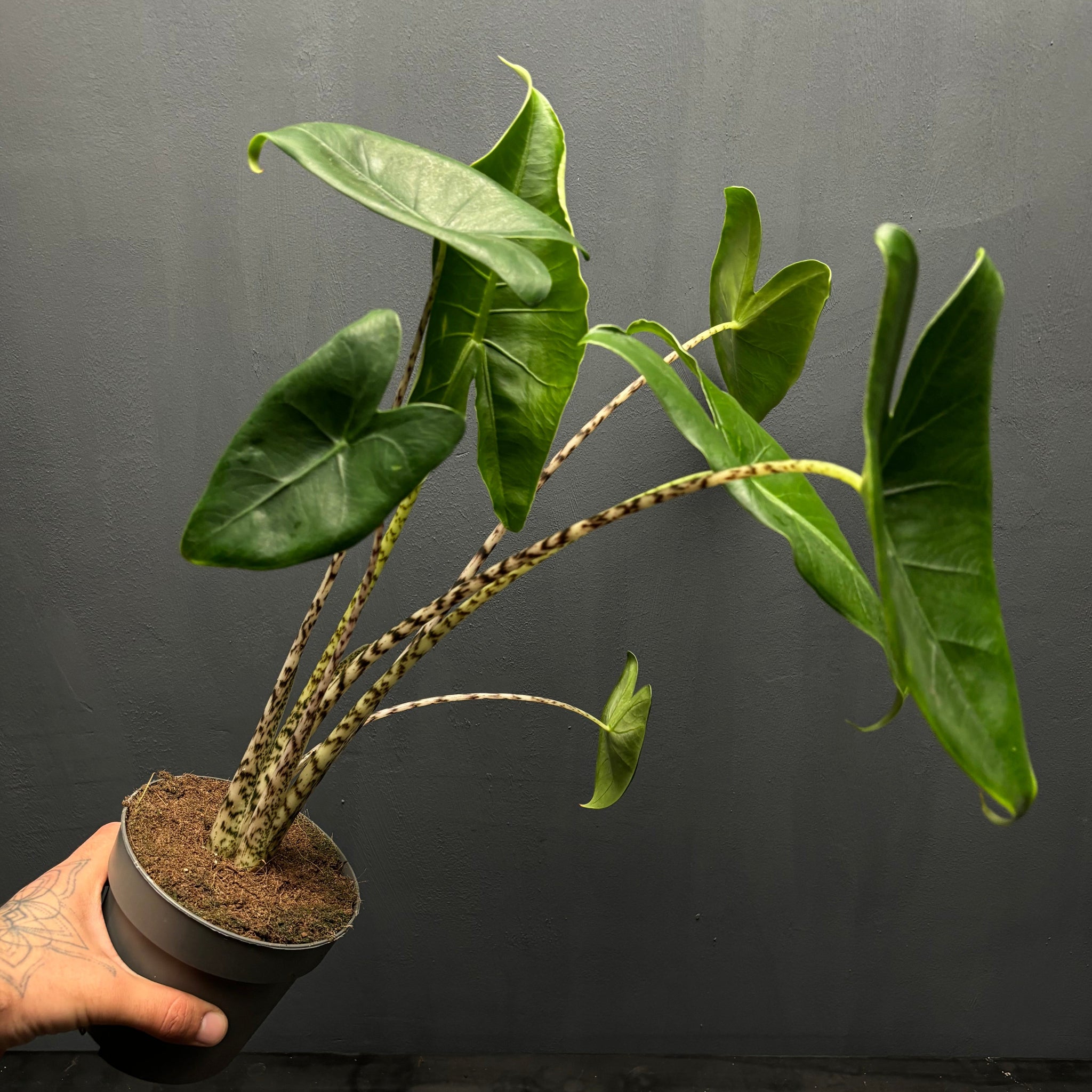 philodendron zebrina Alocasia zebrina – Green Mirrors