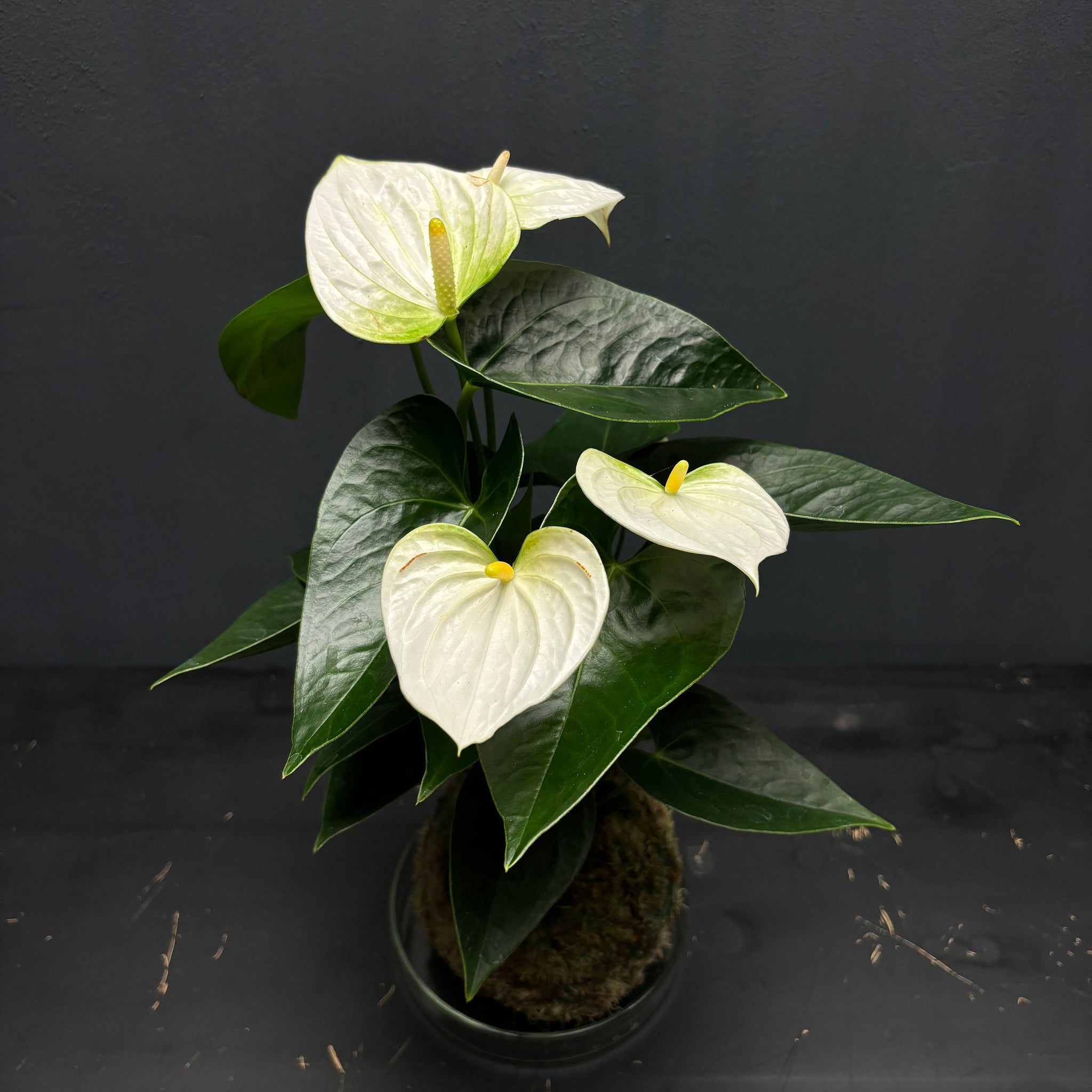 Anthurium andraeanum