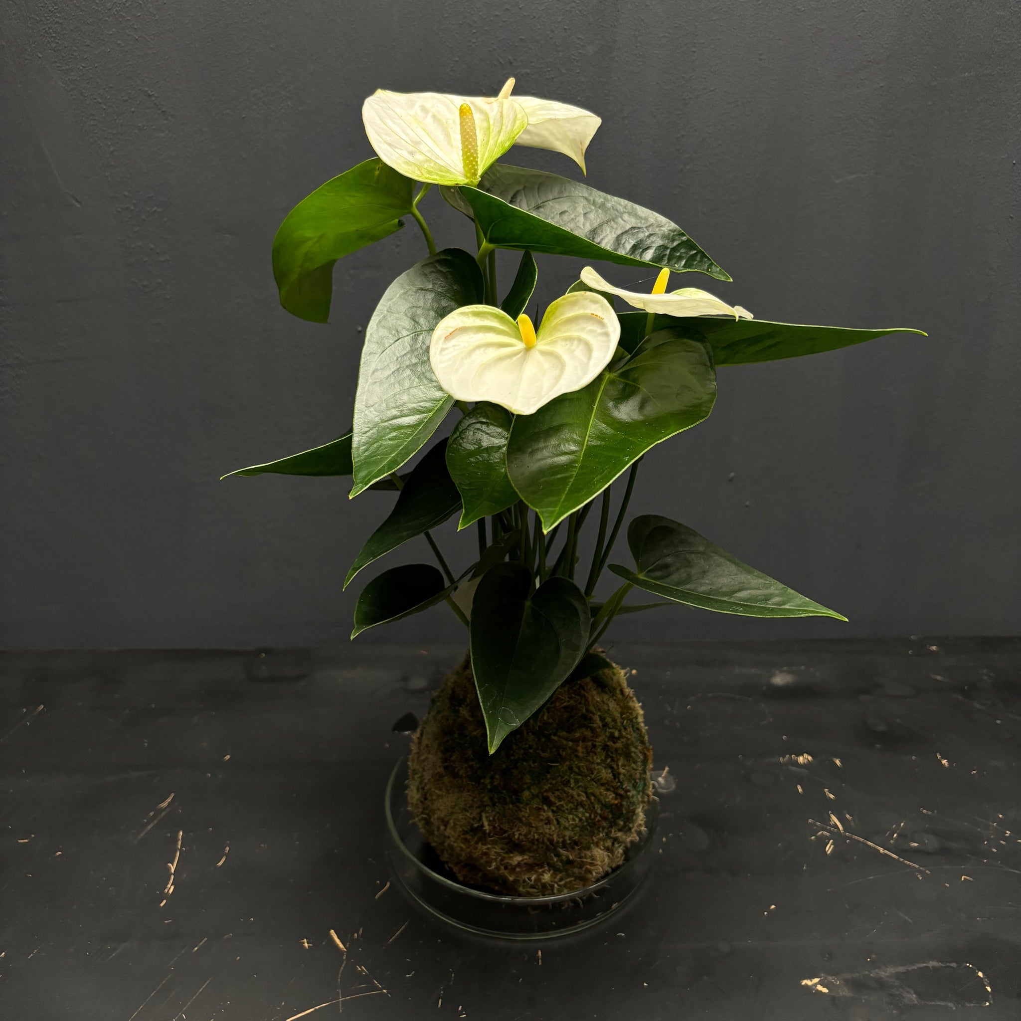 Anthurium andraeanum