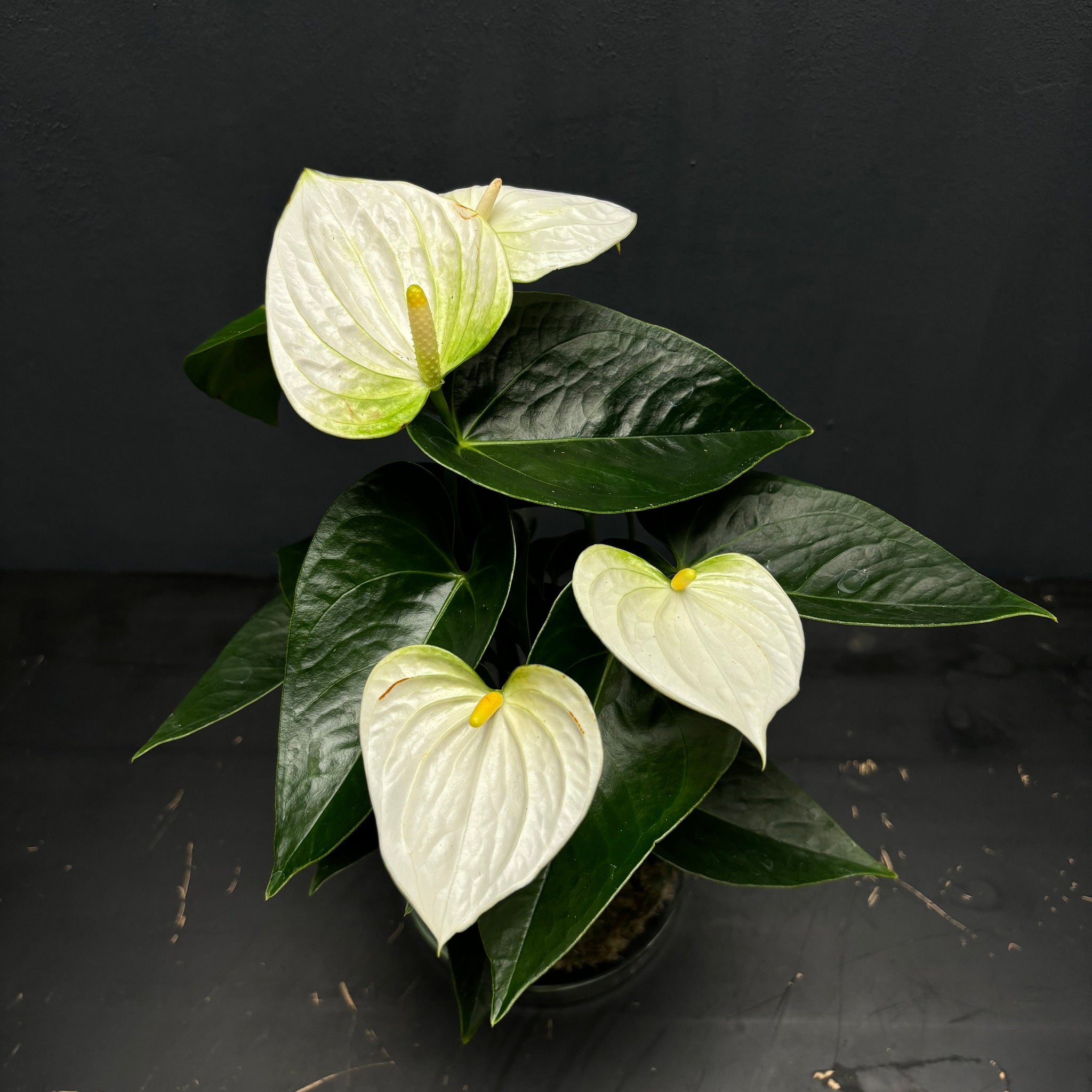 Anthurium andraeanum