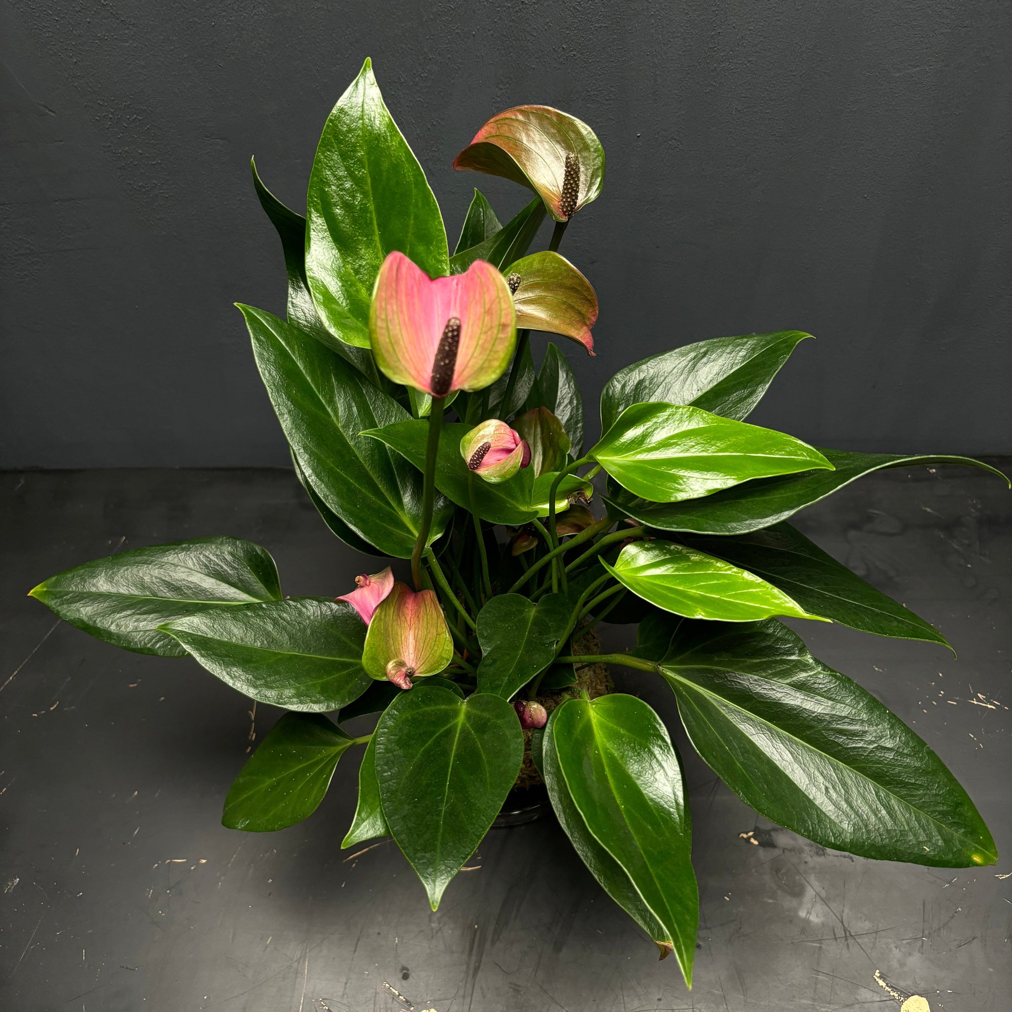 Anthurium andraeanum