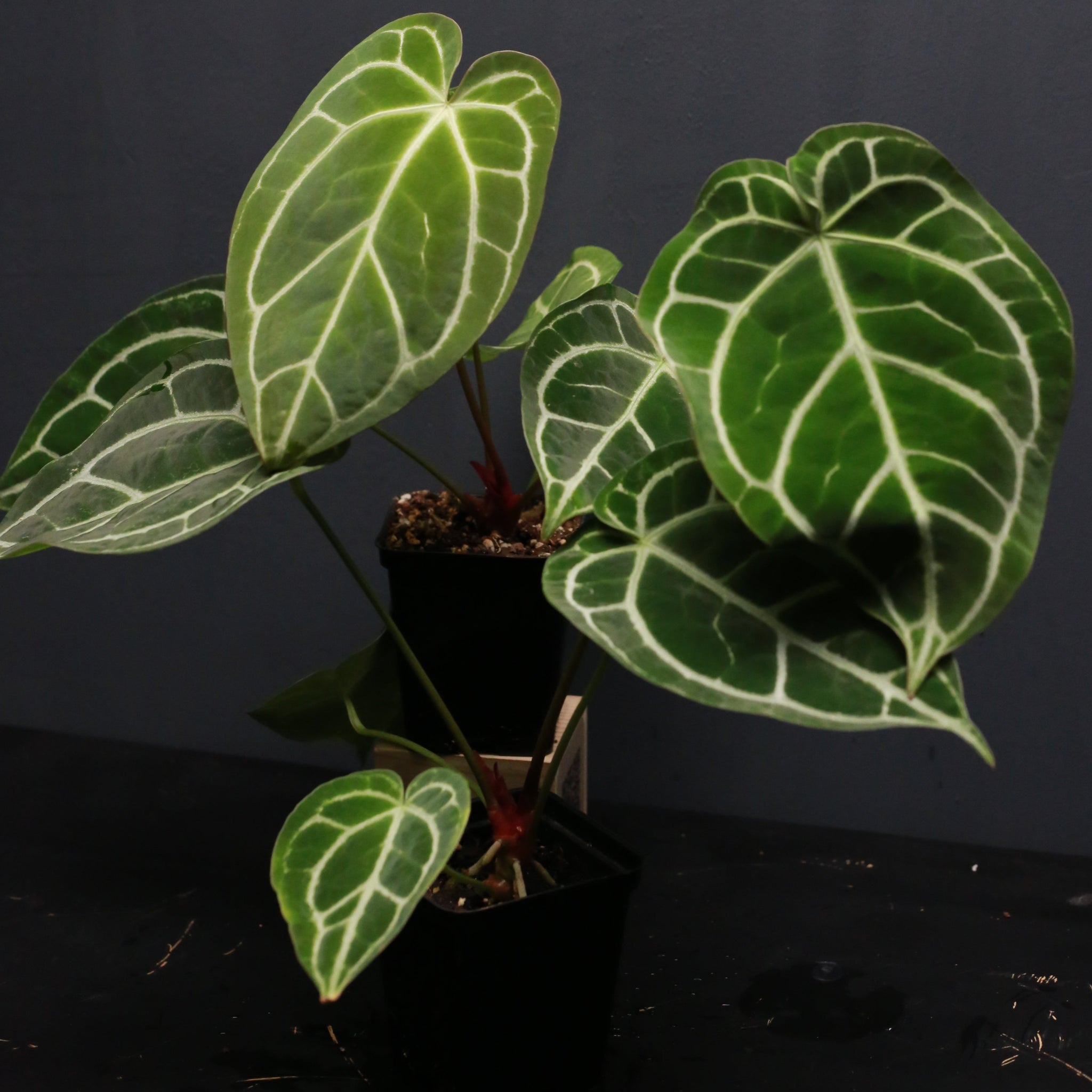 anthurium crystal hope Anthurium Crystal Hope x cordifolium L – Green Mirrors