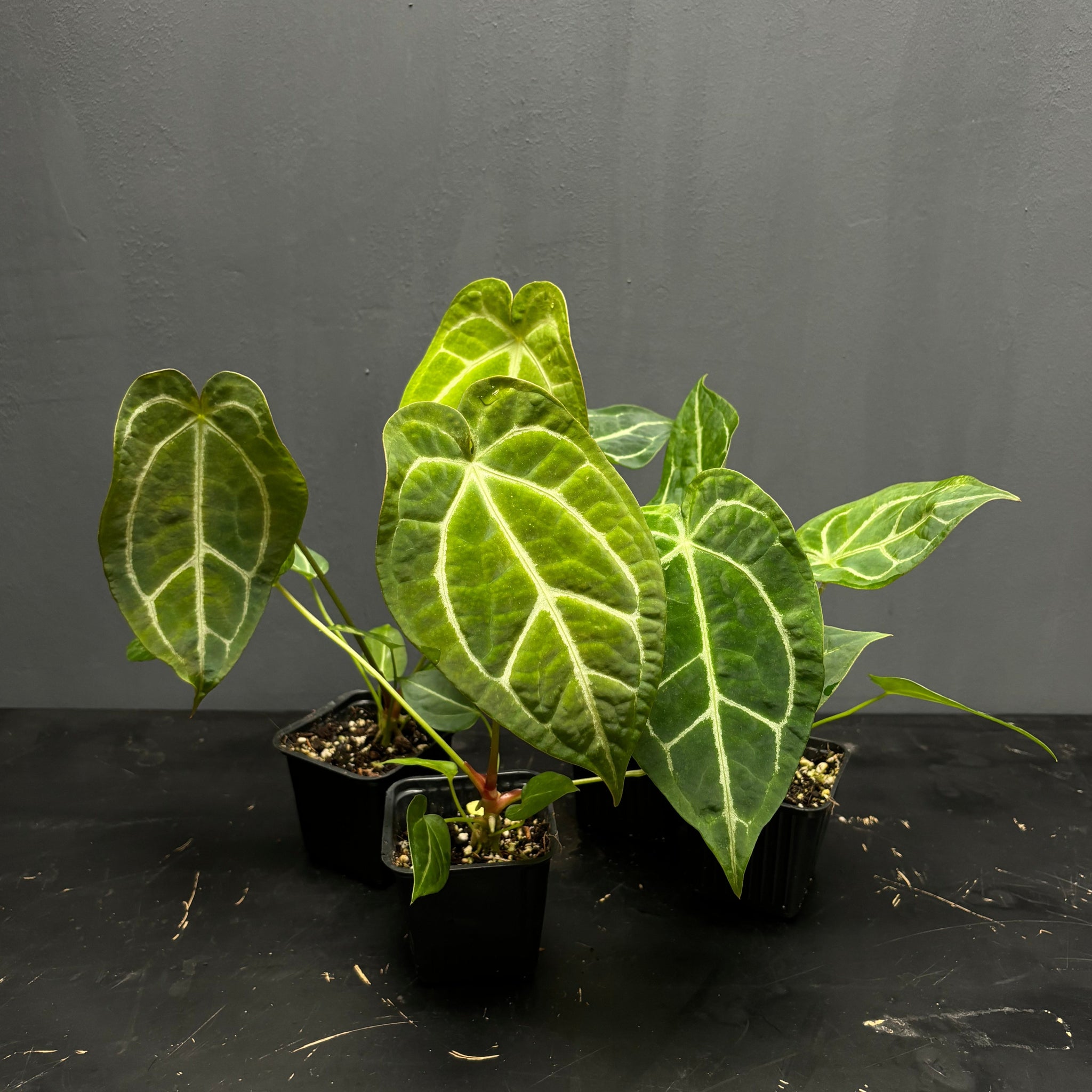 anthurium crystal hope Anthurium Crystal Hope X crystallinum – Green Mirrors