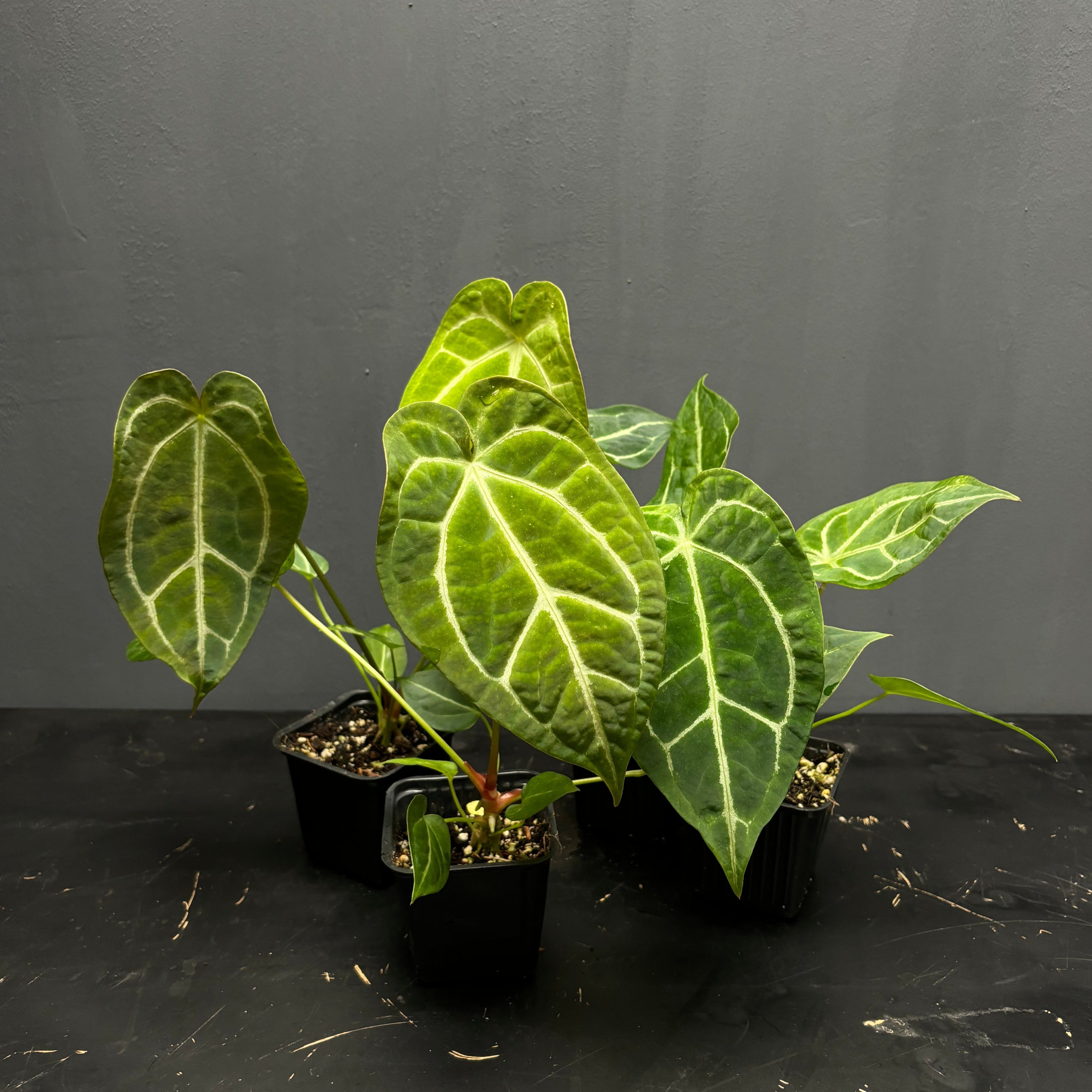 Anthurium Crystal Hope X crystallinum – Green Mirrors