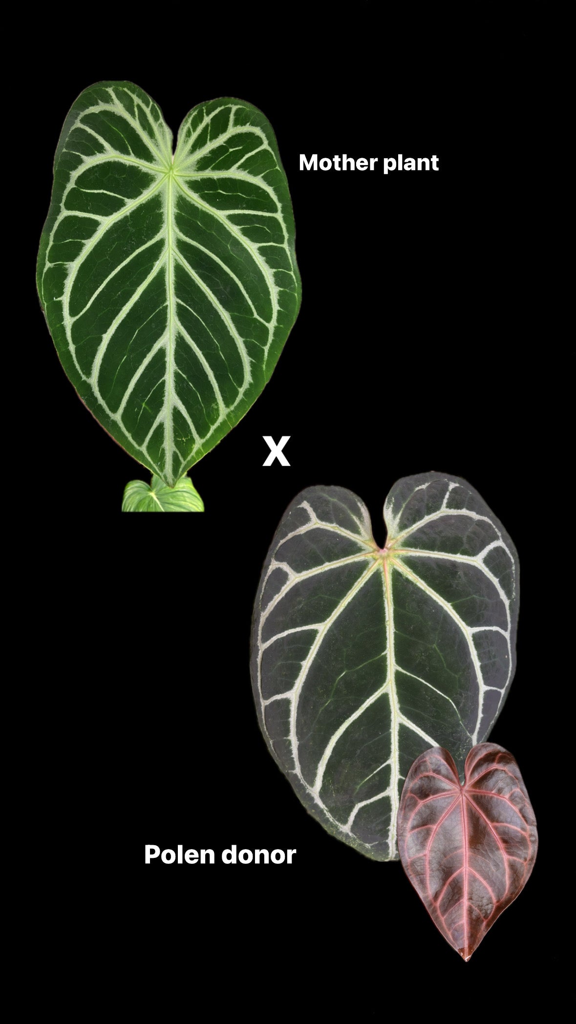 anthurium crystal Anthurium Crystal Hope X crystallinum – Green Mirrors