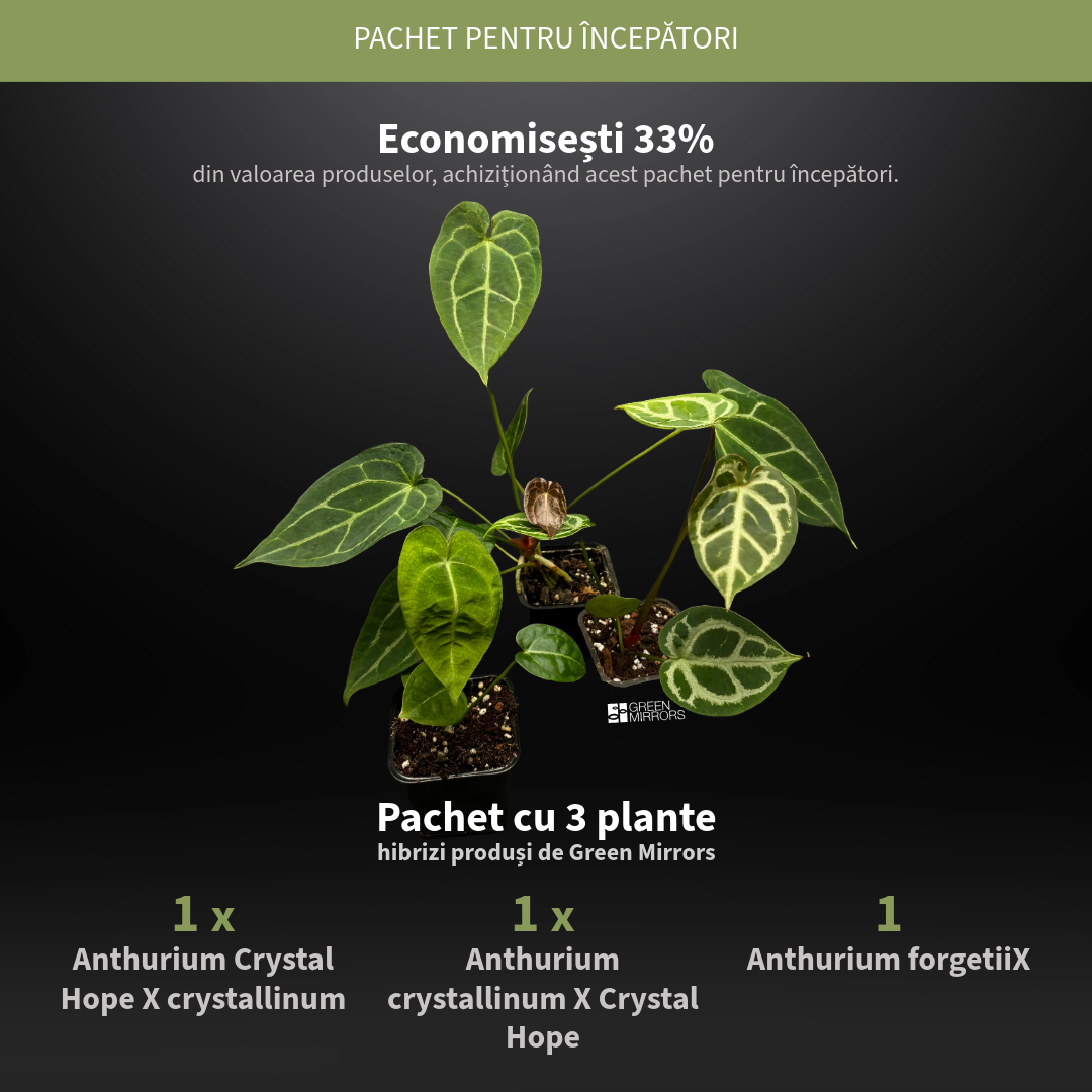 Pachet pentru incepatori, cu trei plante: Anthurium Crystal Hope X crystallinum, crystallinum X Crystal Hope, forgetiiX