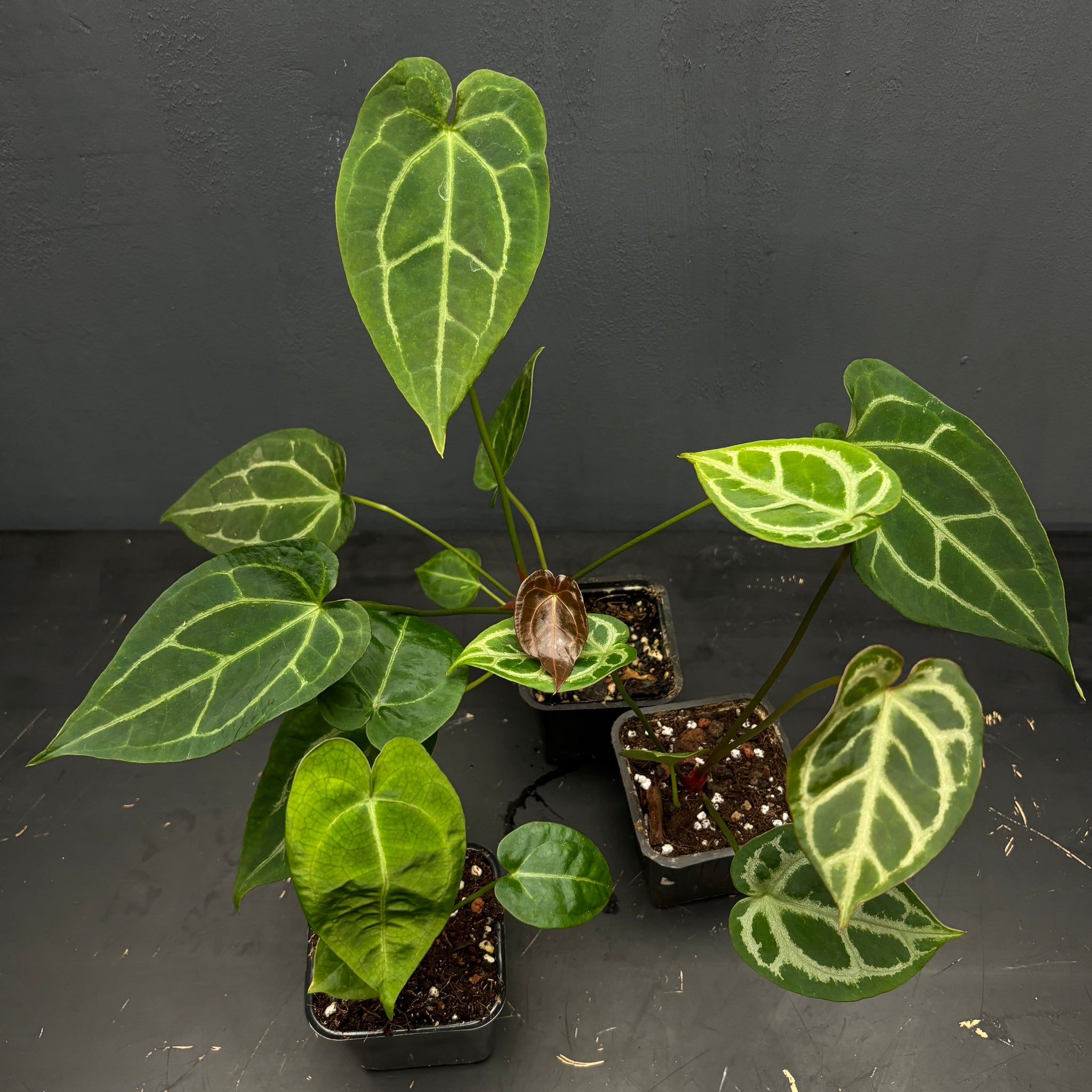 Starter pack with 3 plants: Anthurium Crystal Hope X crystallinum, crystallinum X Crystal Hope, forgetiiX