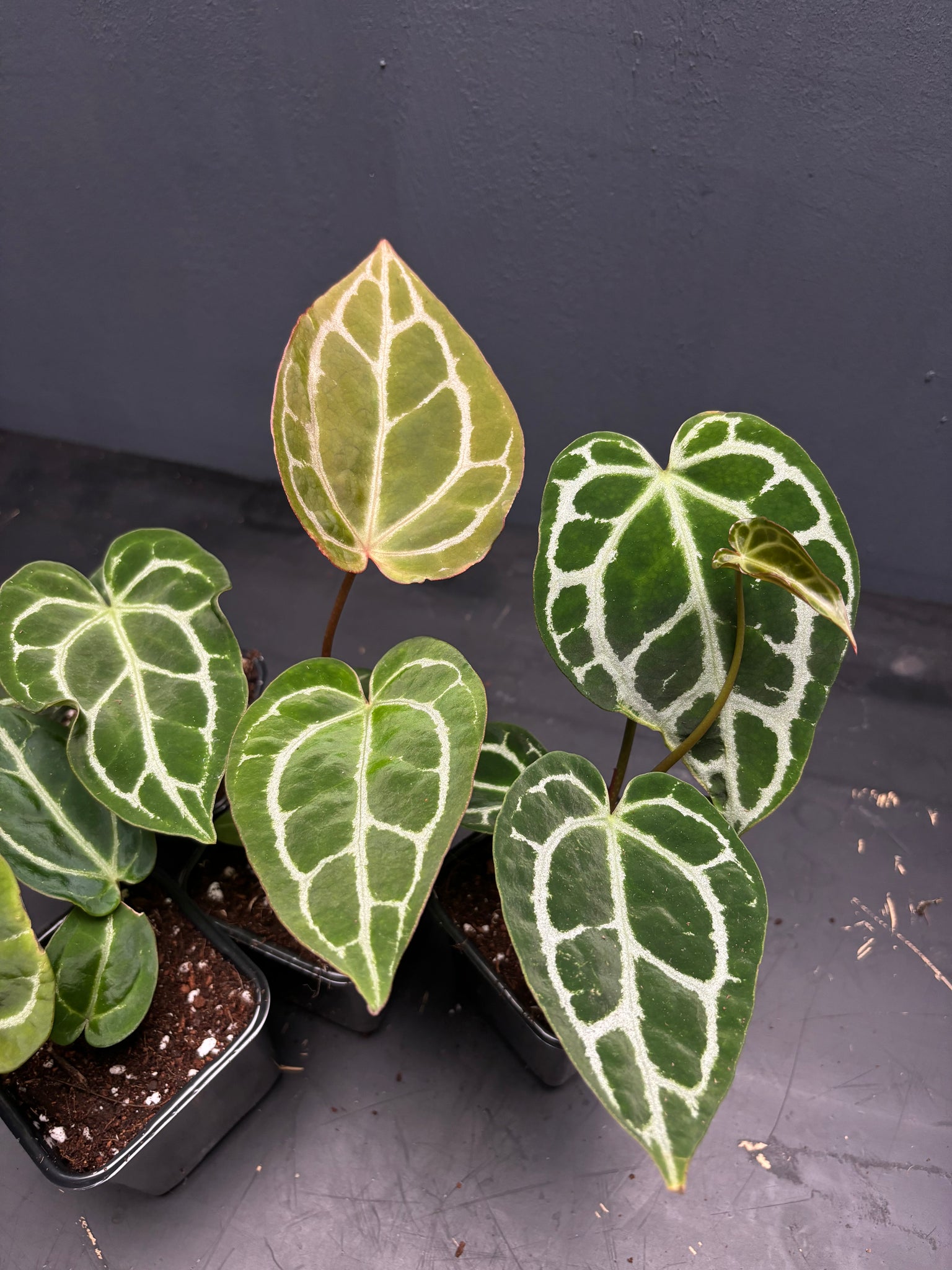 Anthurium crystallinum