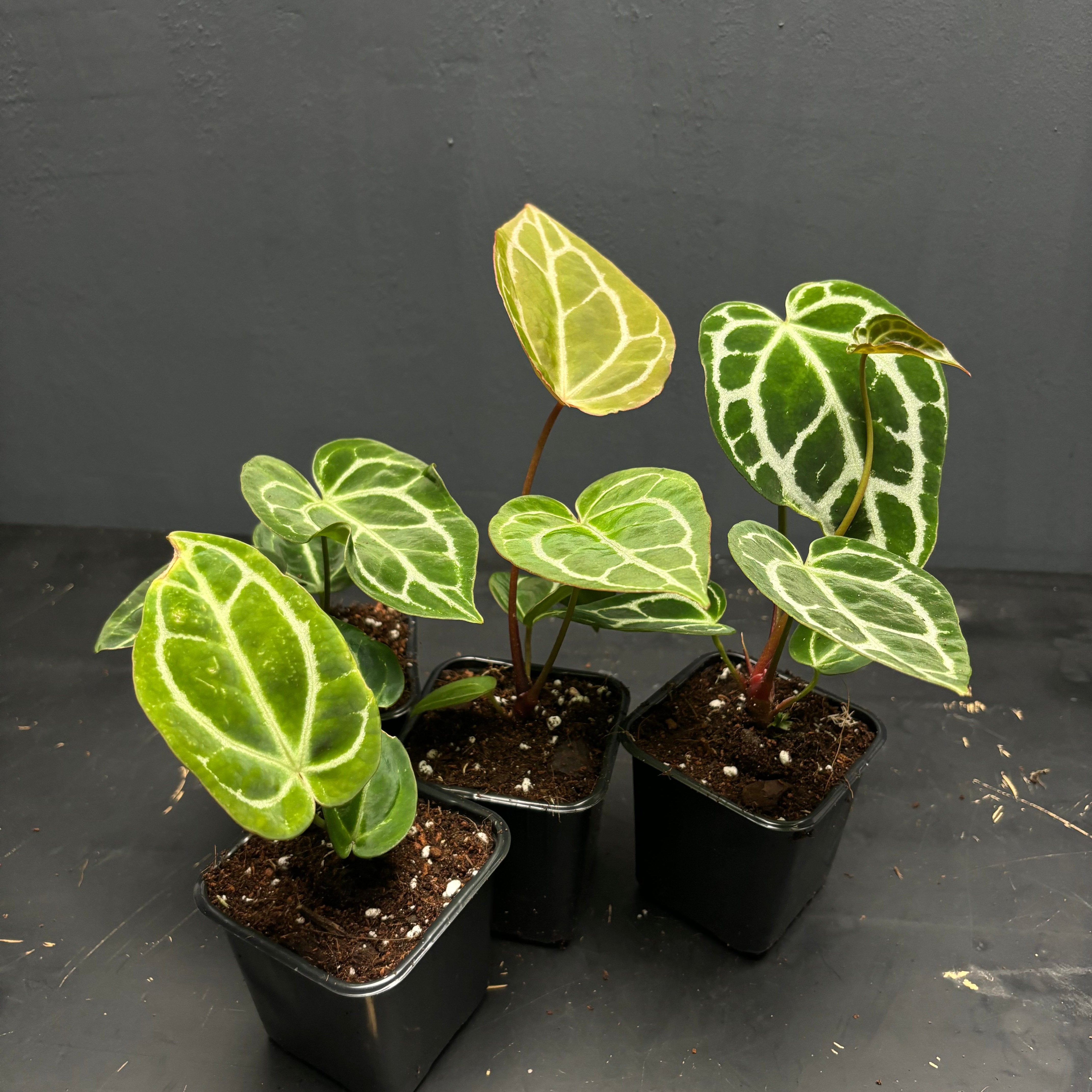 Anthurium crystallinum – Green Mirrors