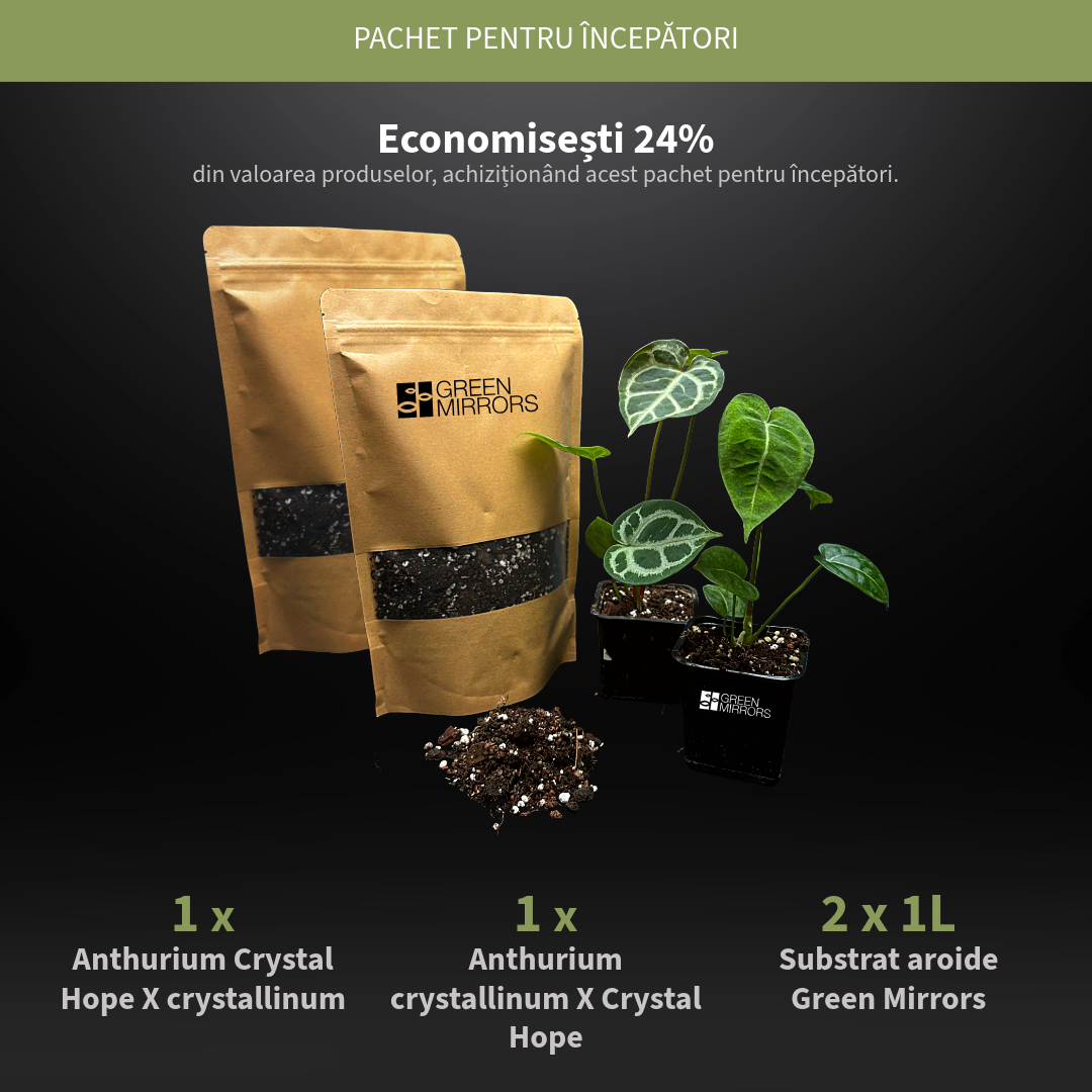 Starter pack with 2 bags of substrate and 2 plants: Anthurium Crystal Hope X crystallinum, Anthurium forgetiiX