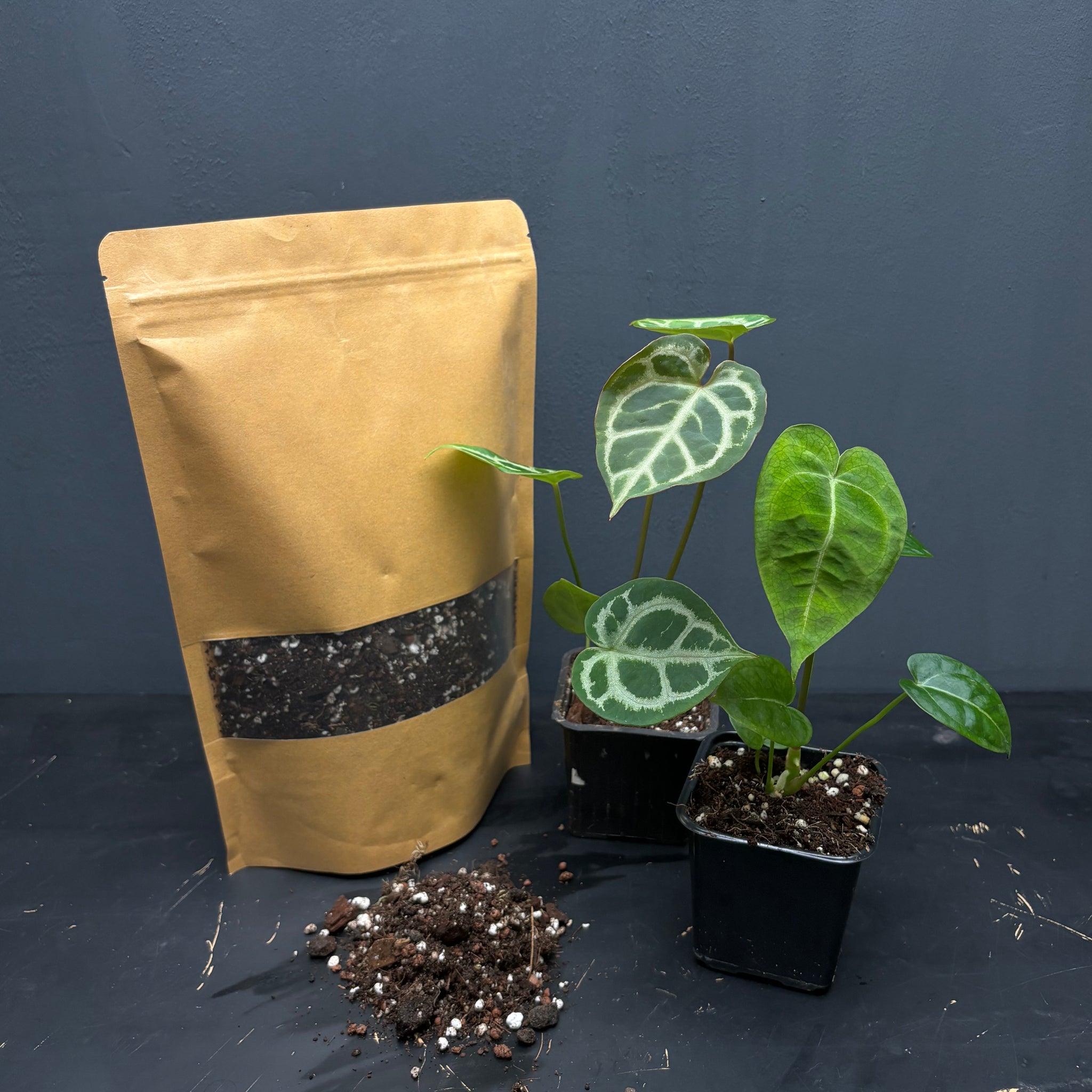 Starter pack with 2 bags of substrate and 2 plants: Anthurium Crystal Hope X crystallinum, Anthurium forgetiiX